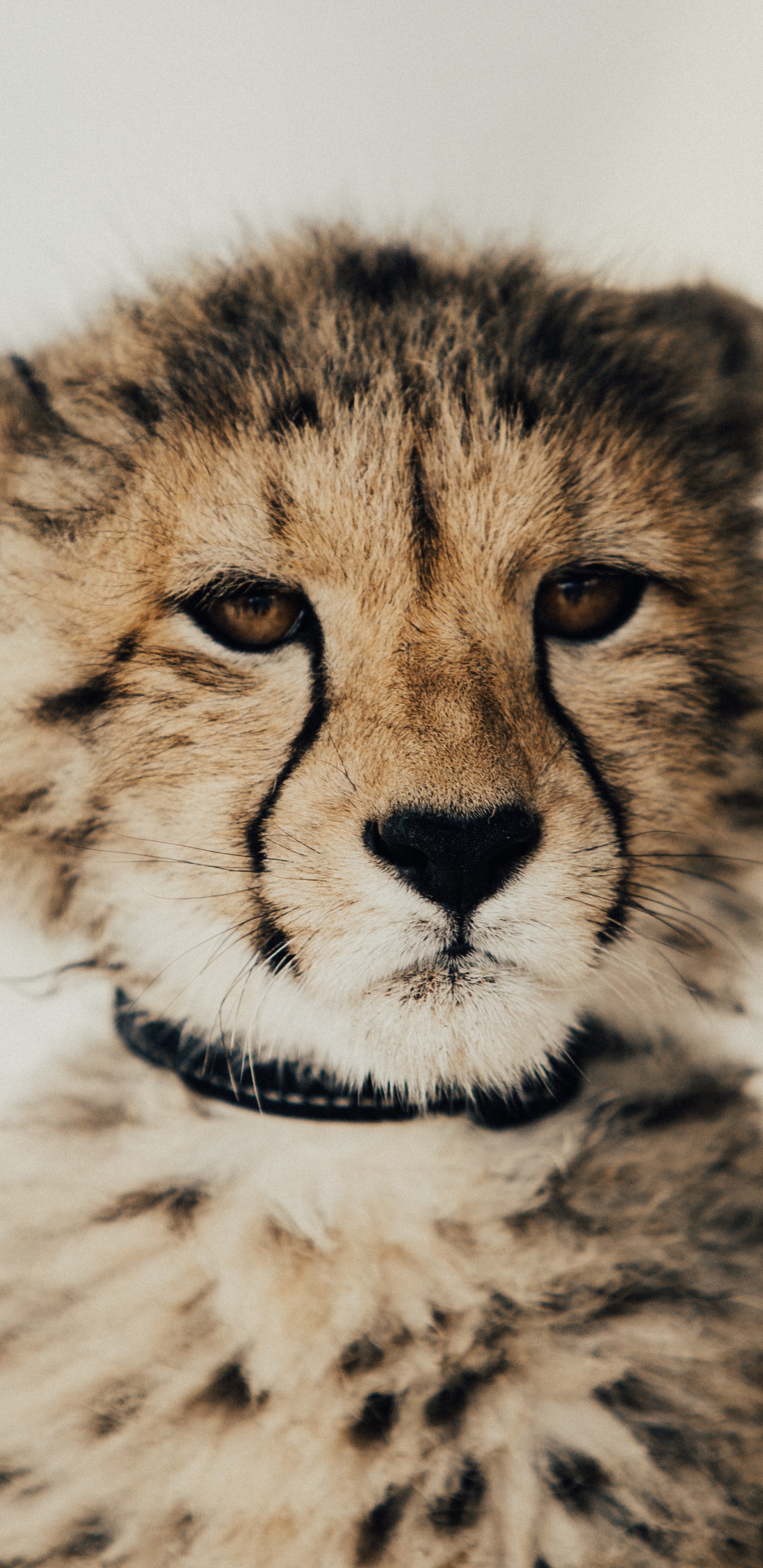 Braune Und Schwarze Gepardenillustration. Wallpaper in 1440x2960 Resolution