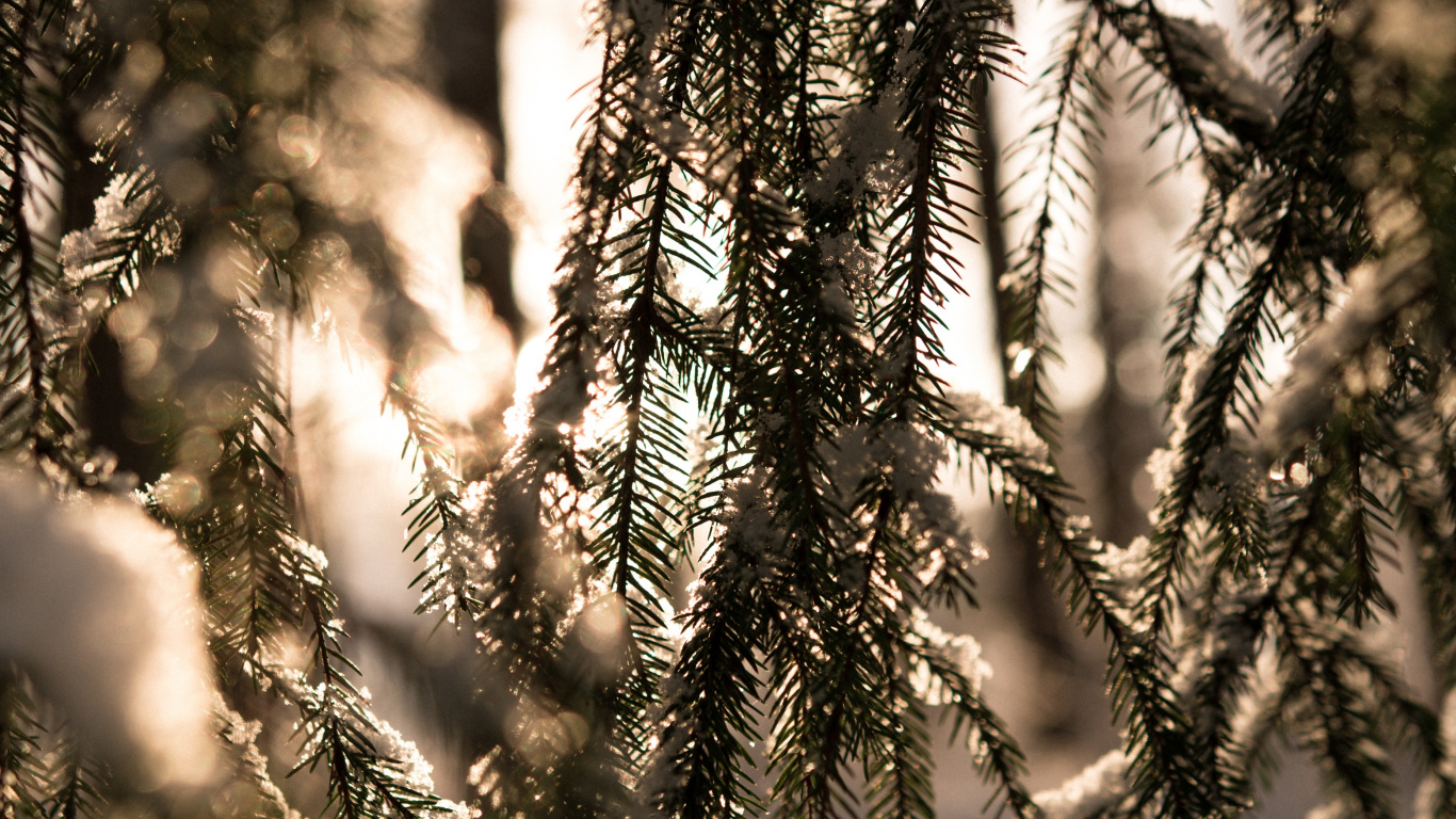 Hiver, Lumière, Forêt, Environnement Naturel, Nature. Wallpaper in 1366x768 Resolution