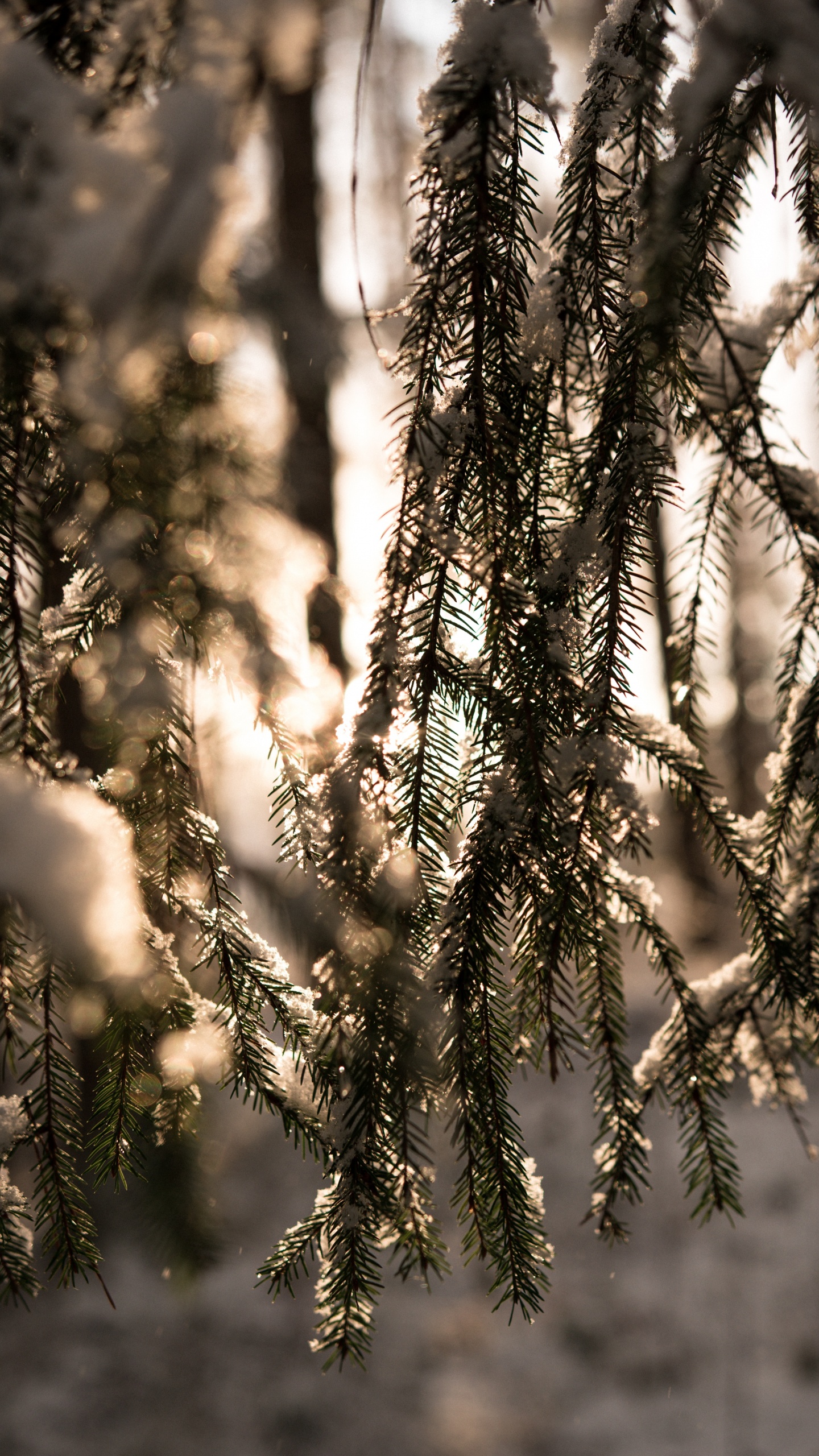 Hiver, Lumière, Forêt, Environnement Naturel, Nature. Wallpaper in 1440x2560 Resolution