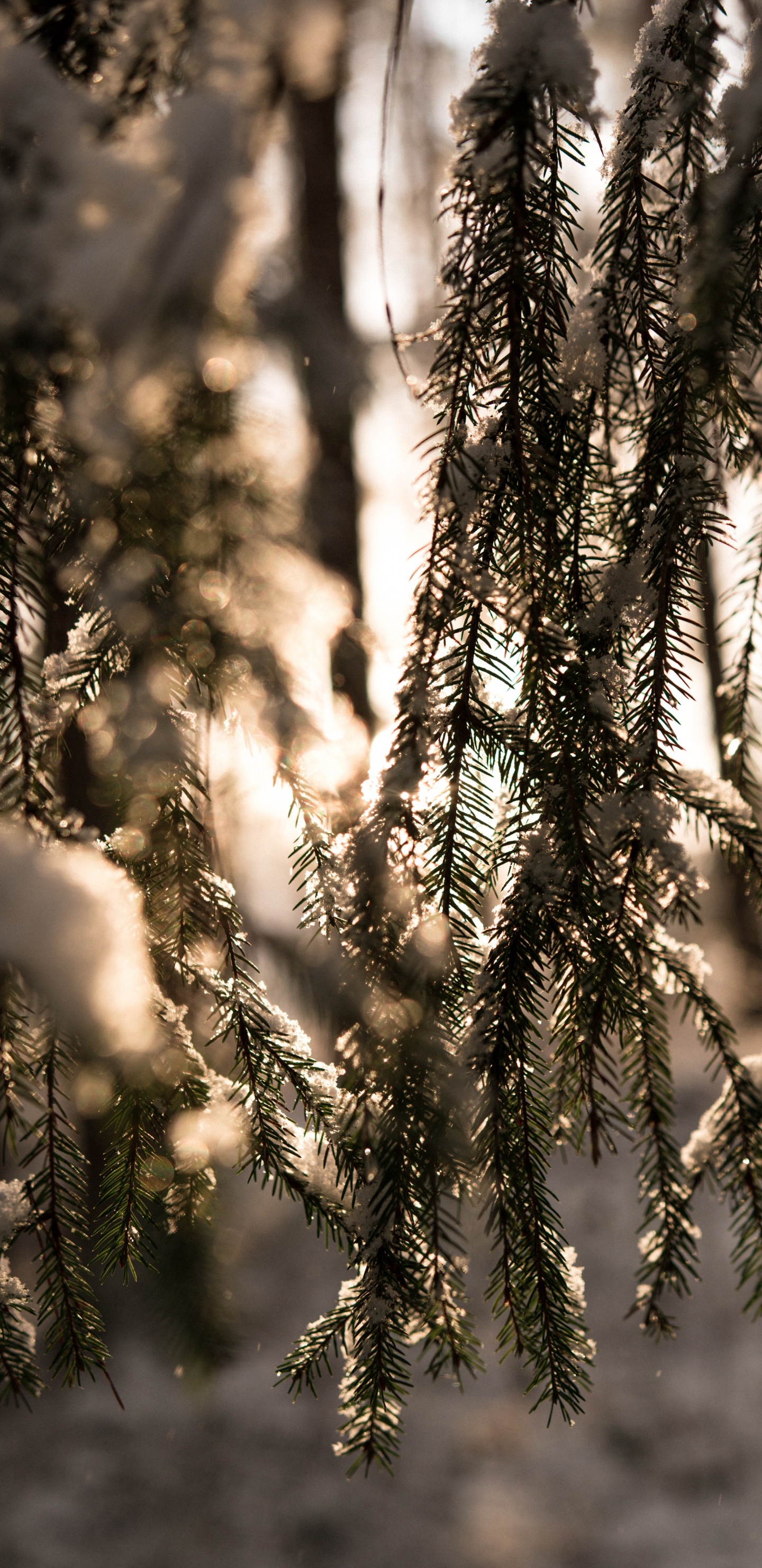 Hiver, Lumière, Forêt, Environnement Naturel, Nature. Wallpaper in 1440x2960 Resolution