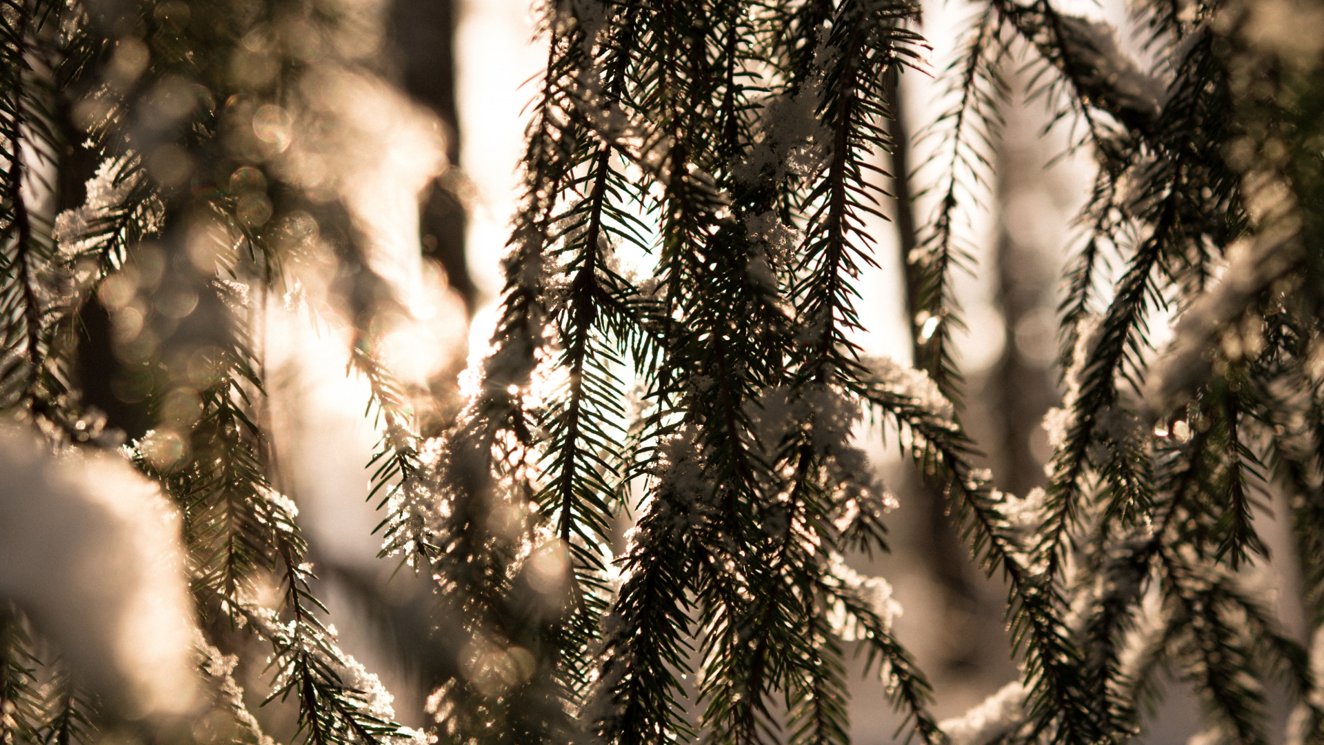 Hiver, Lumière, Forêt, Environnement Naturel, Nature. Wallpaper in 1920x1080 Resolution