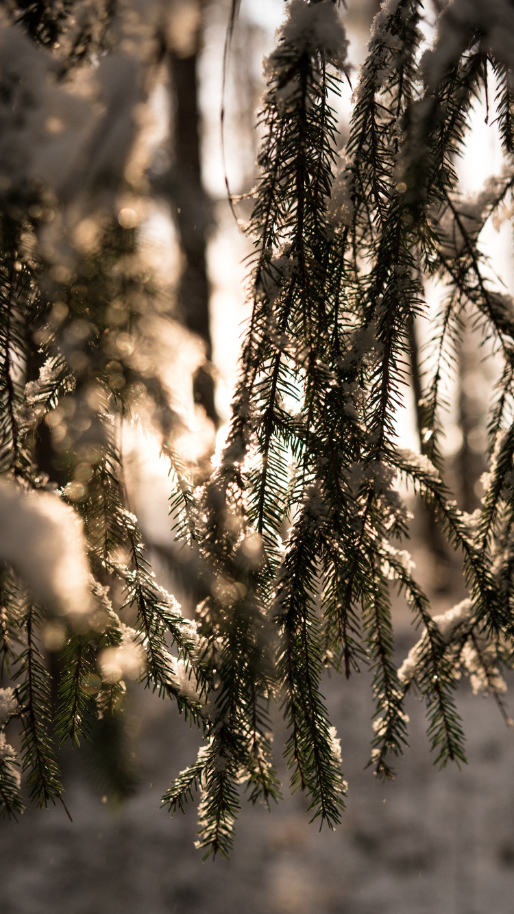 Hiver, Lumière, Forêt, Environnement Naturel, Nature. Wallpaper in 750x1334 Resolution