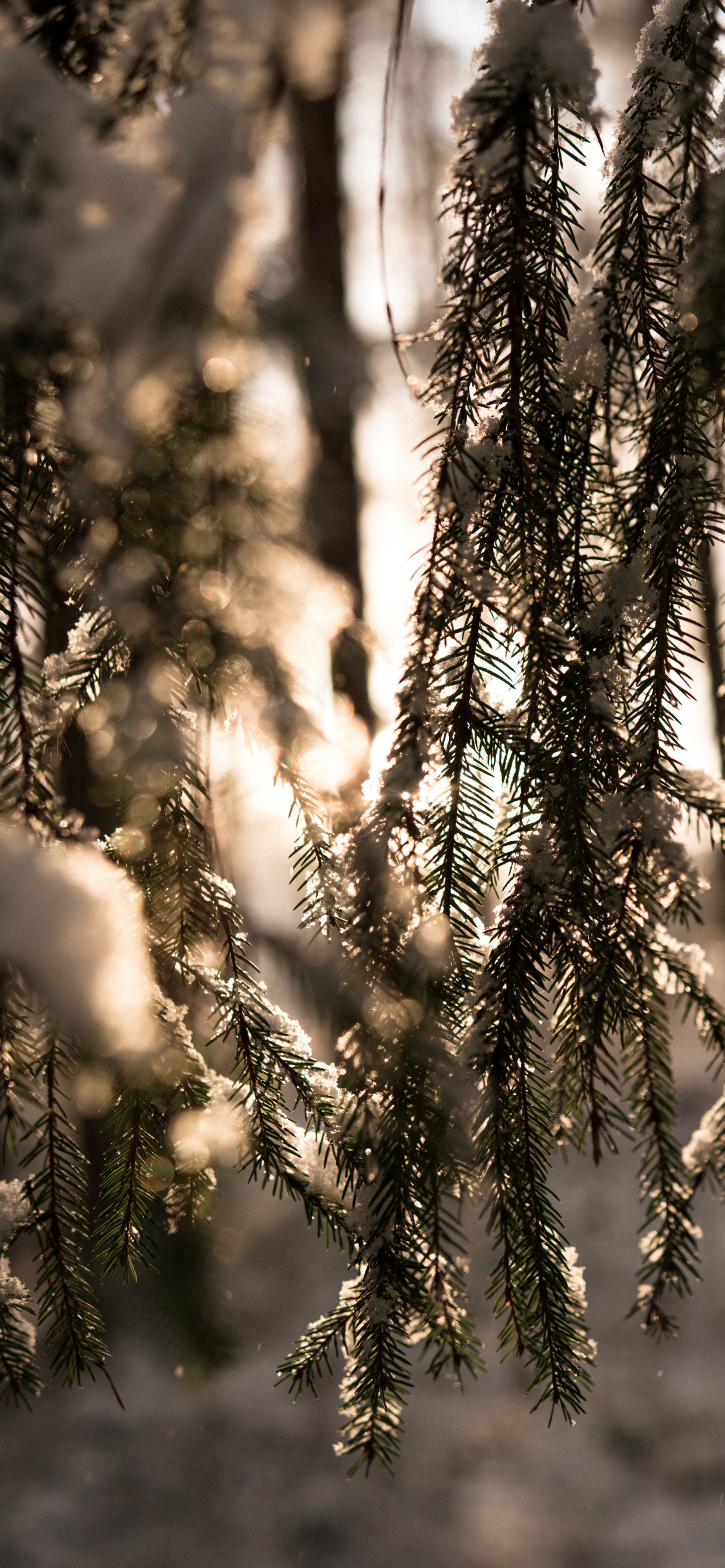 Winter, Licht, Wald, Branch, Baum. Wallpaper in 1242x2688 Resolution