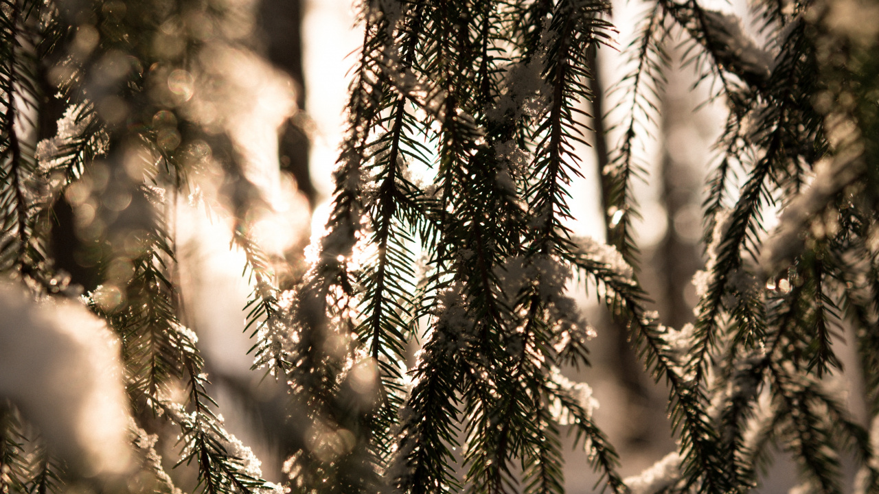 Winter, Licht, Wald, Branch, Baum. Wallpaper in 1280x720 Resolution