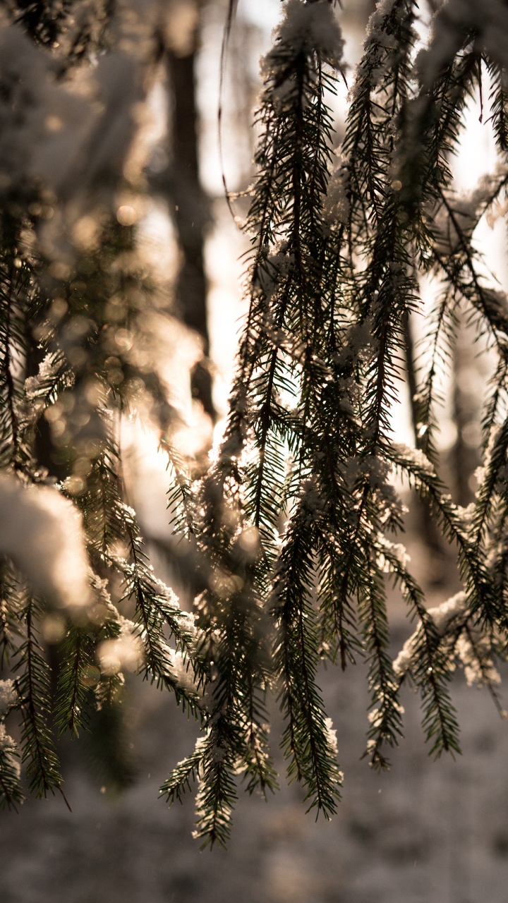 Winter, Licht, Wald, Branch, Baum. Wallpaper in 720x1280 Resolution