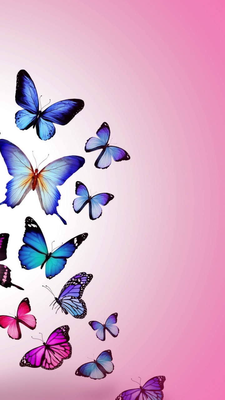 Purple and White Flower Petals. Wallpaper in 720x1280 Resolution