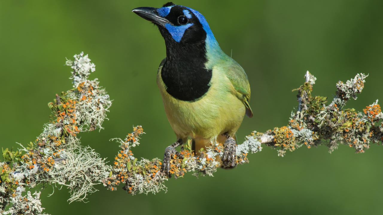 Blue and Green Bird on Brown Tree Branch. Wallpaper in 1280x720 Resolution