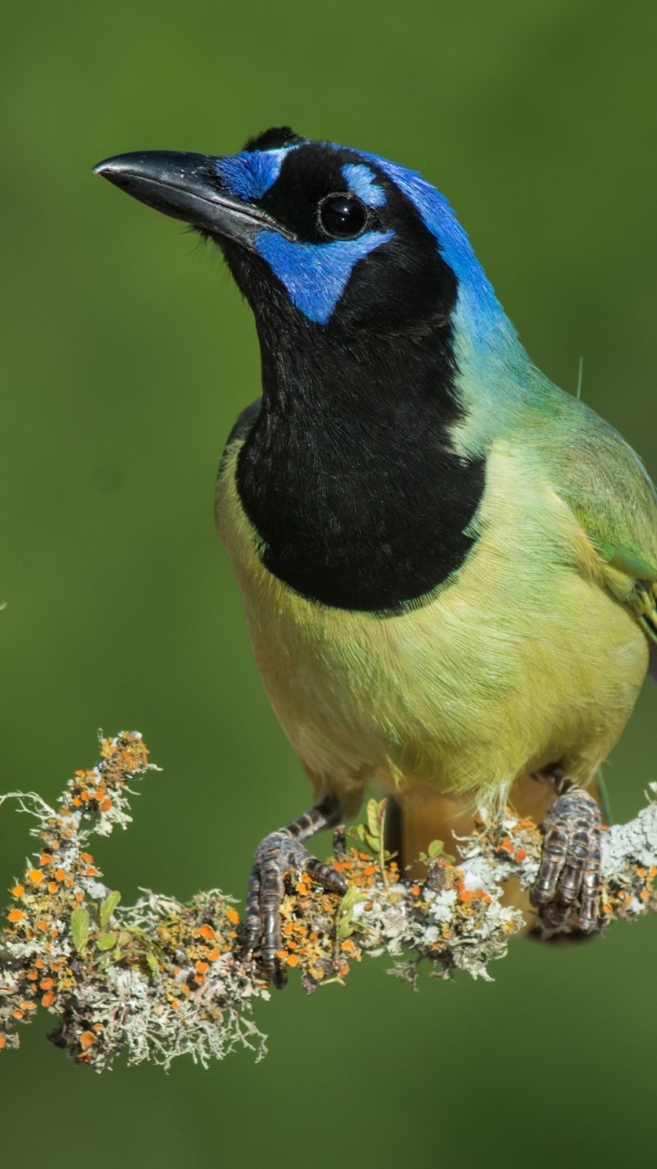 Blue and Green Bird on Brown Tree Branch. Wallpaper in 720x1280 Resolution