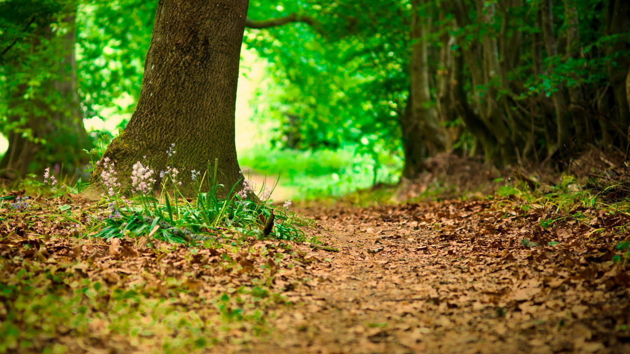 Brown Tree Trunk on Brown Soil. Wallpaper in 1280x720 Resolution
