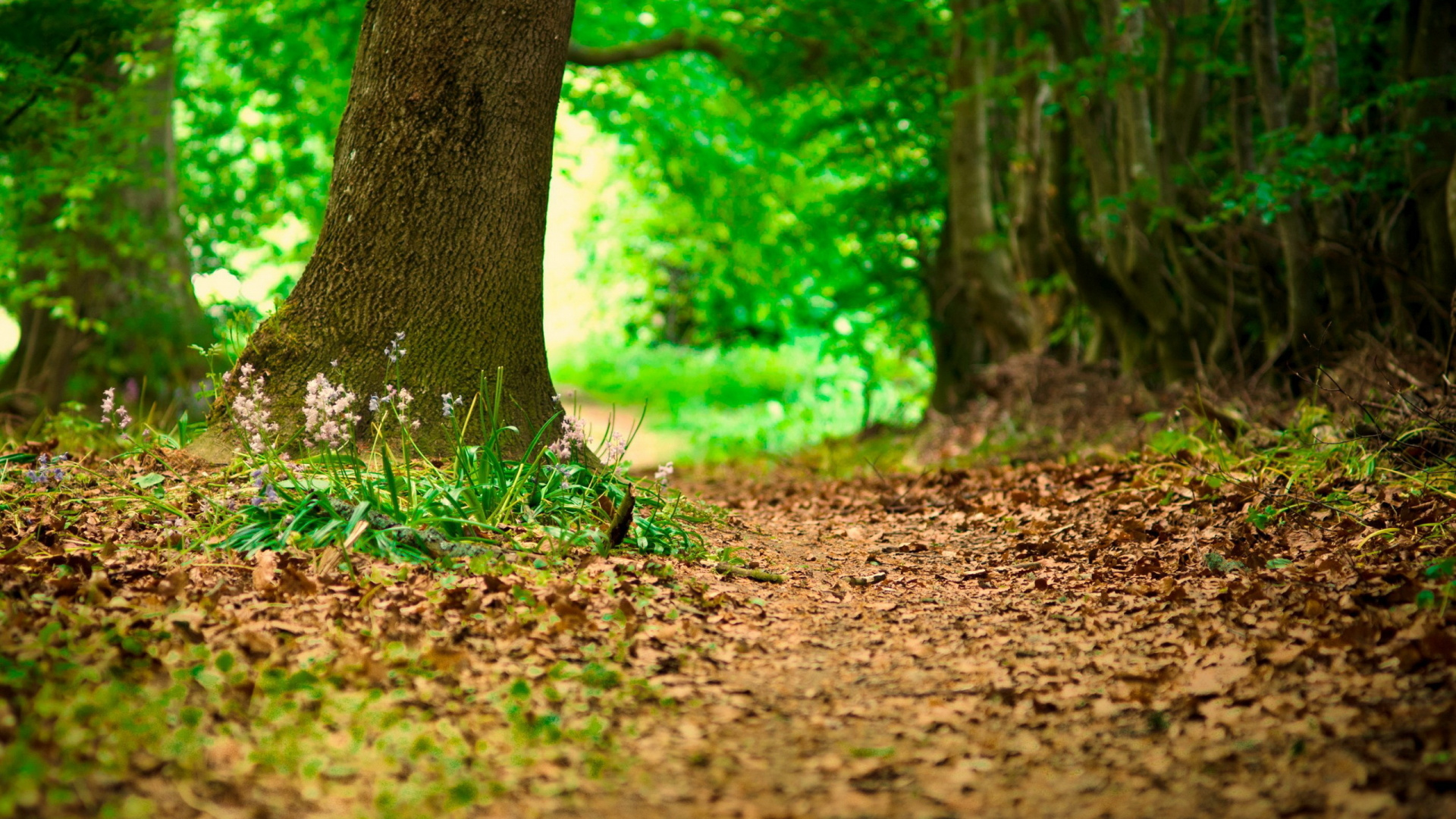 Brown Tree Trunk on Brown Soil. Wallpaper in 1920x1080 Resolution