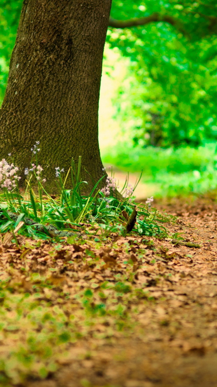 Brown Tree Trunk on Brown Soil. Wallpaper in 750x1334 Resolution