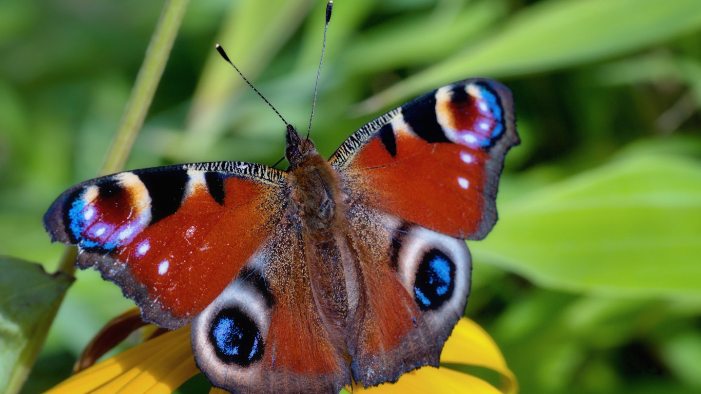 Peacock Butterfly Perched on Yellow Flower. Wallpaper in 1366x768 Resolution