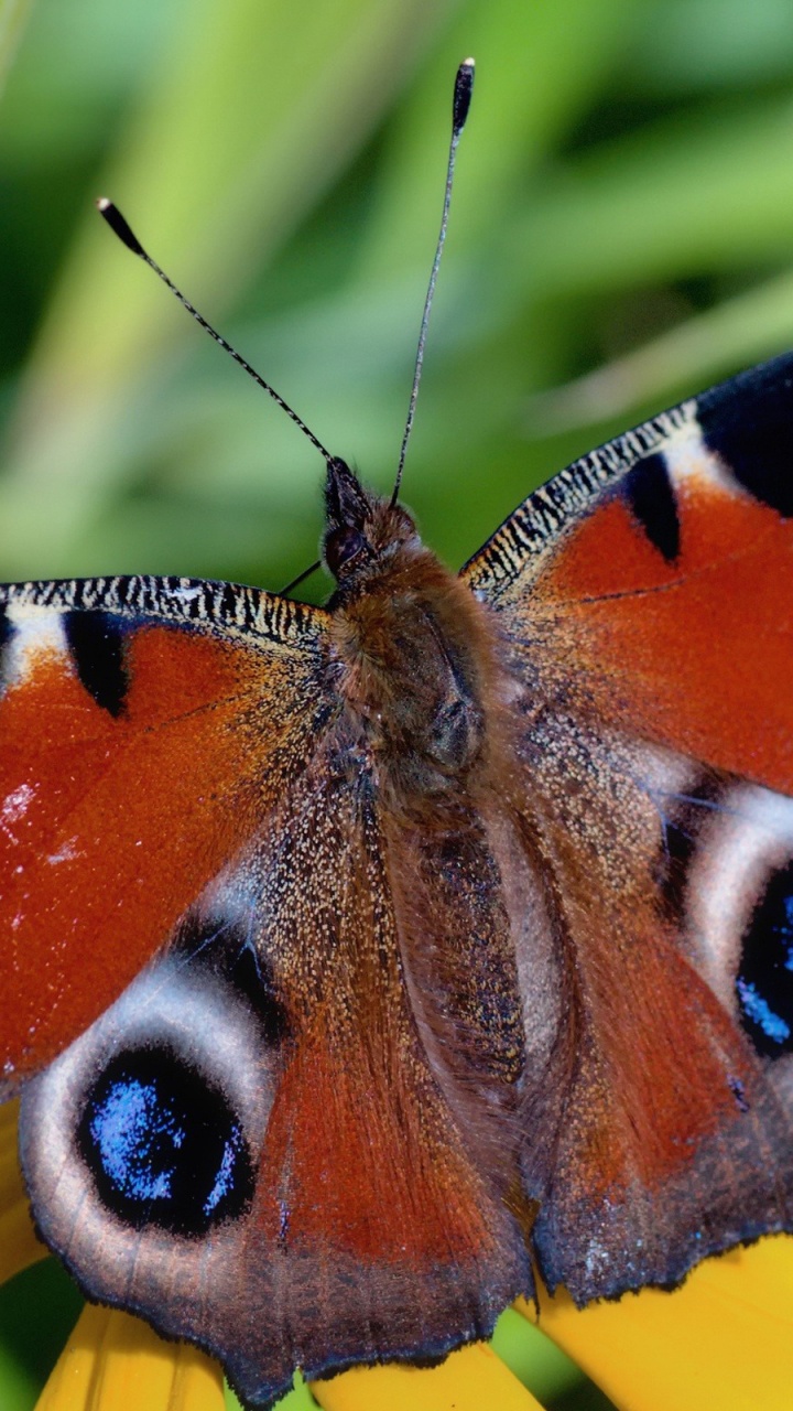 Peacock Butterfly Perched on Yellow Flower. Wallpaper in 720x1280 Resolution