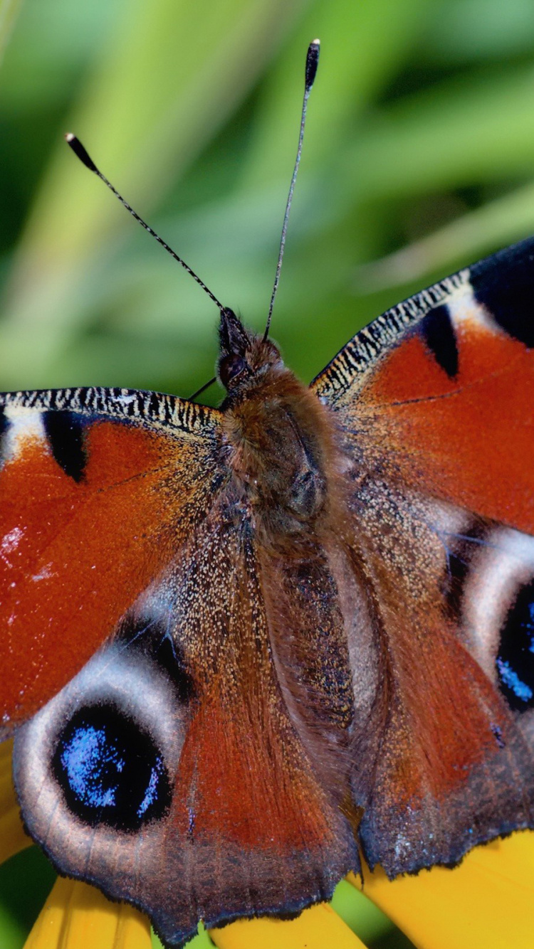 Peacock Butterfly Perched on Yellow Flower. Wallpaper in 750x1334 Resolution