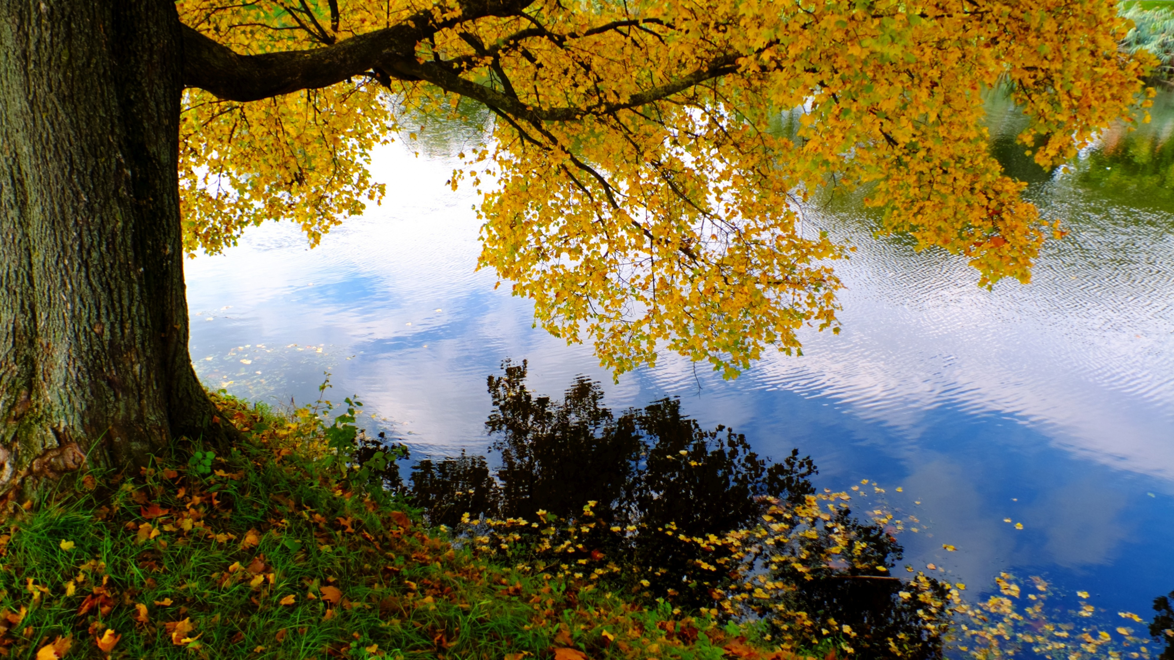 Tagsüber Grüne Und Braune Bäume am Fluss. Wallpaper in 3840x2160 Resolution