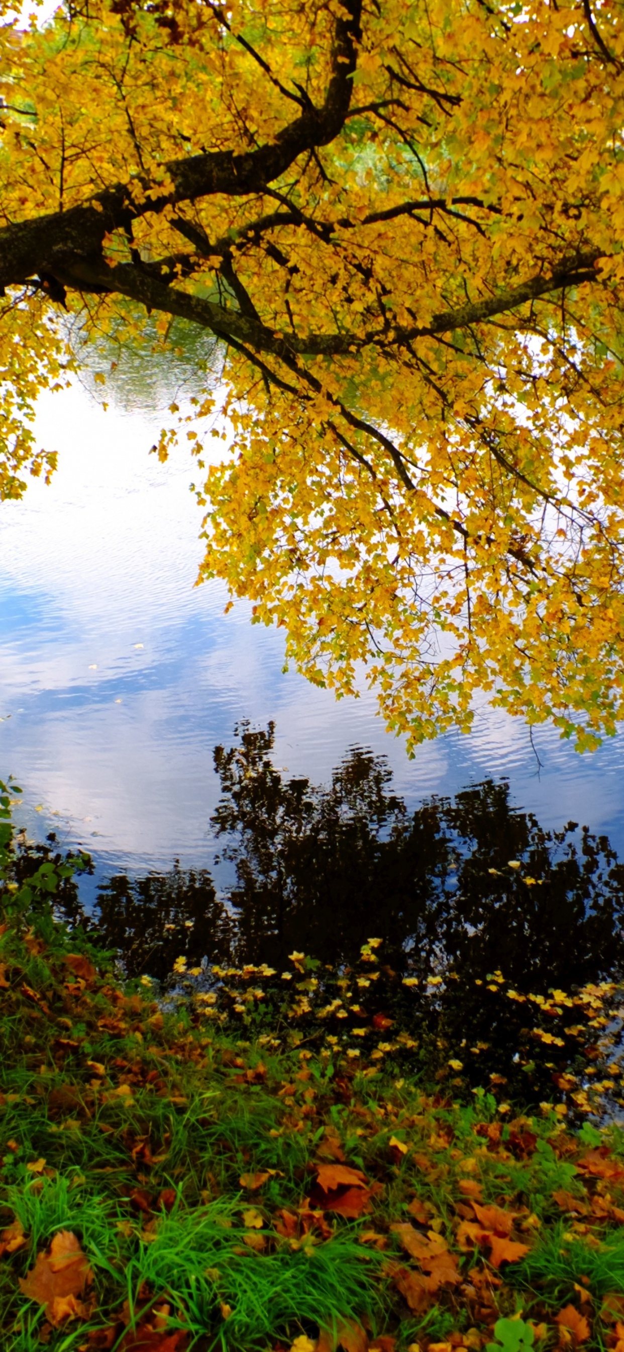 Green and Brown Trees Beside River During Daytime. Wallpaper in 1242x2688 Resolution
