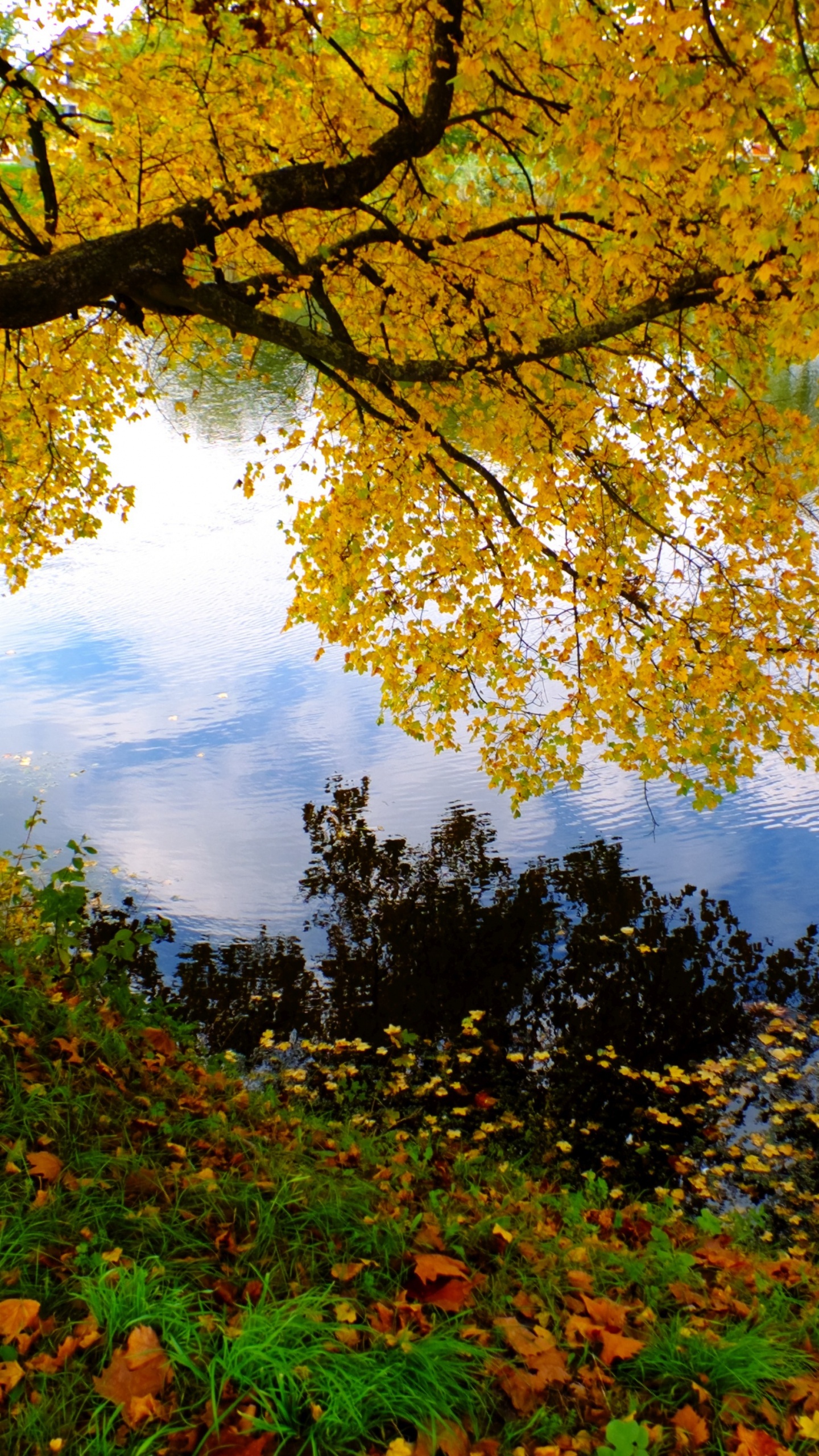 Green and Brown Trees Beside River During Daytime. Wallpaper in 1440x2560 Resolution
