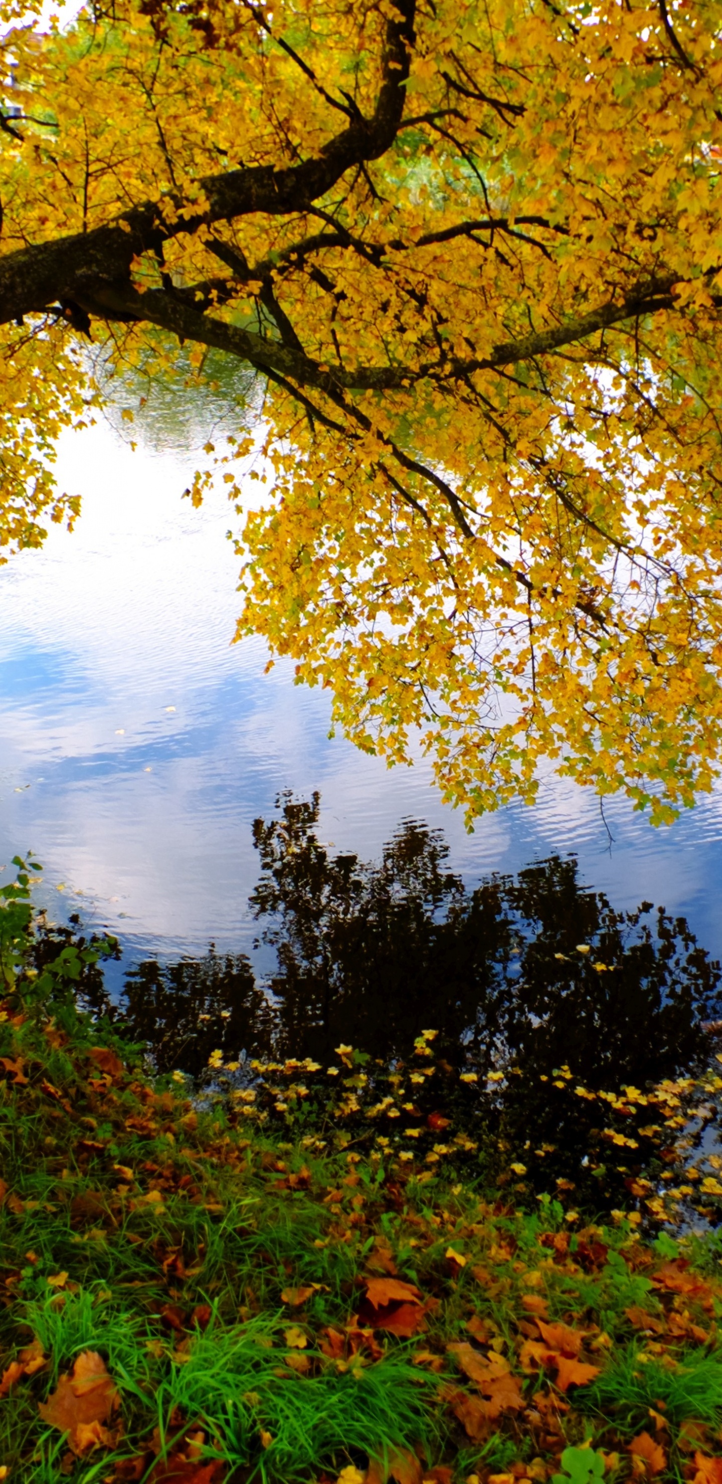 Green and Brown Trees Beside River During Daytime. Wallpaper in 1440x2960 Resolution