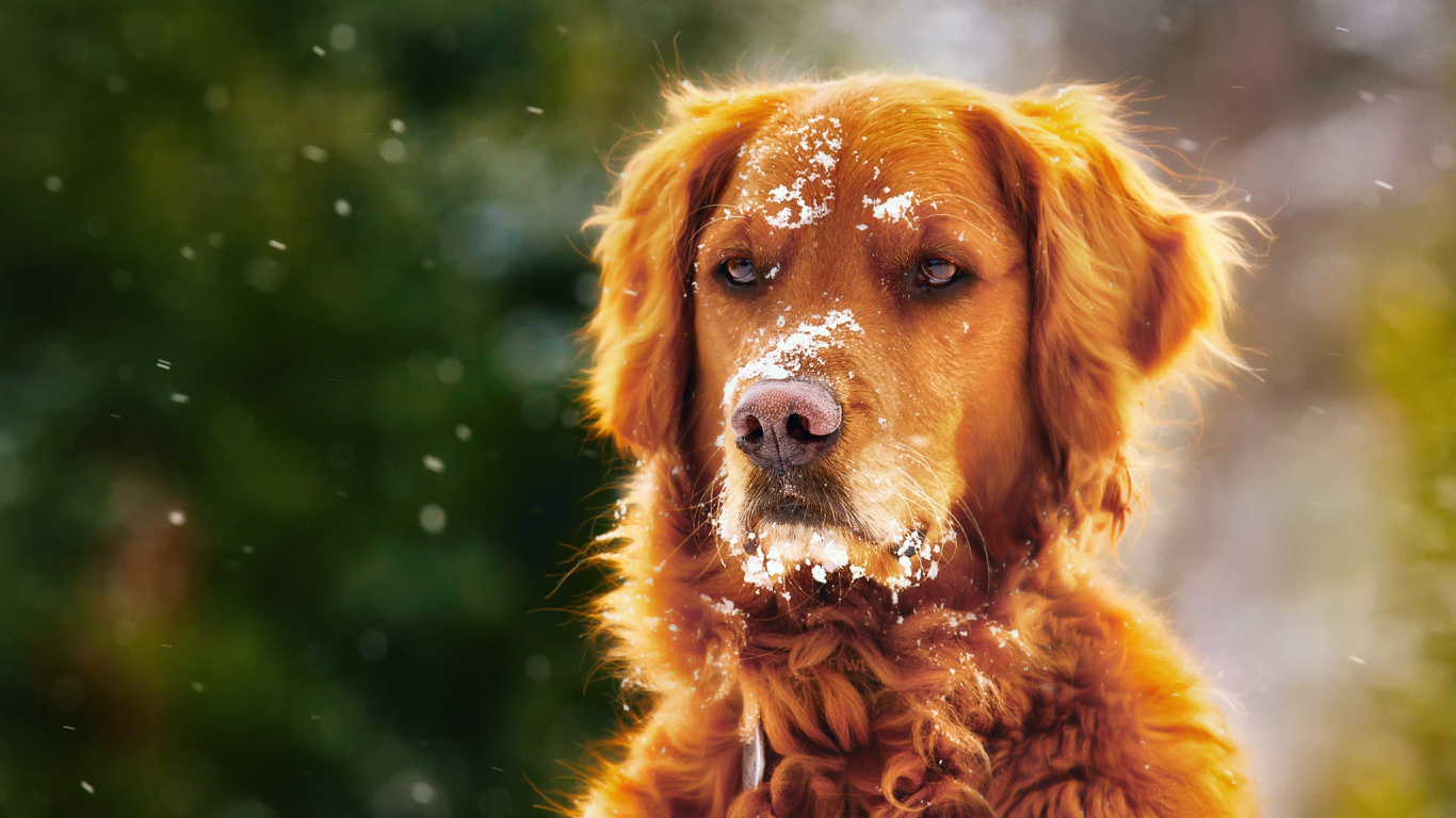 Golden Retriever Sur Fond Noir. Wallpaper in 1366x768 Resolution