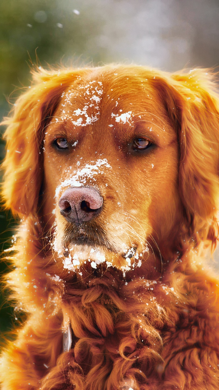 Golden Retriever Con Fondo Negro. Wallpaper in 750x1334 Resolution