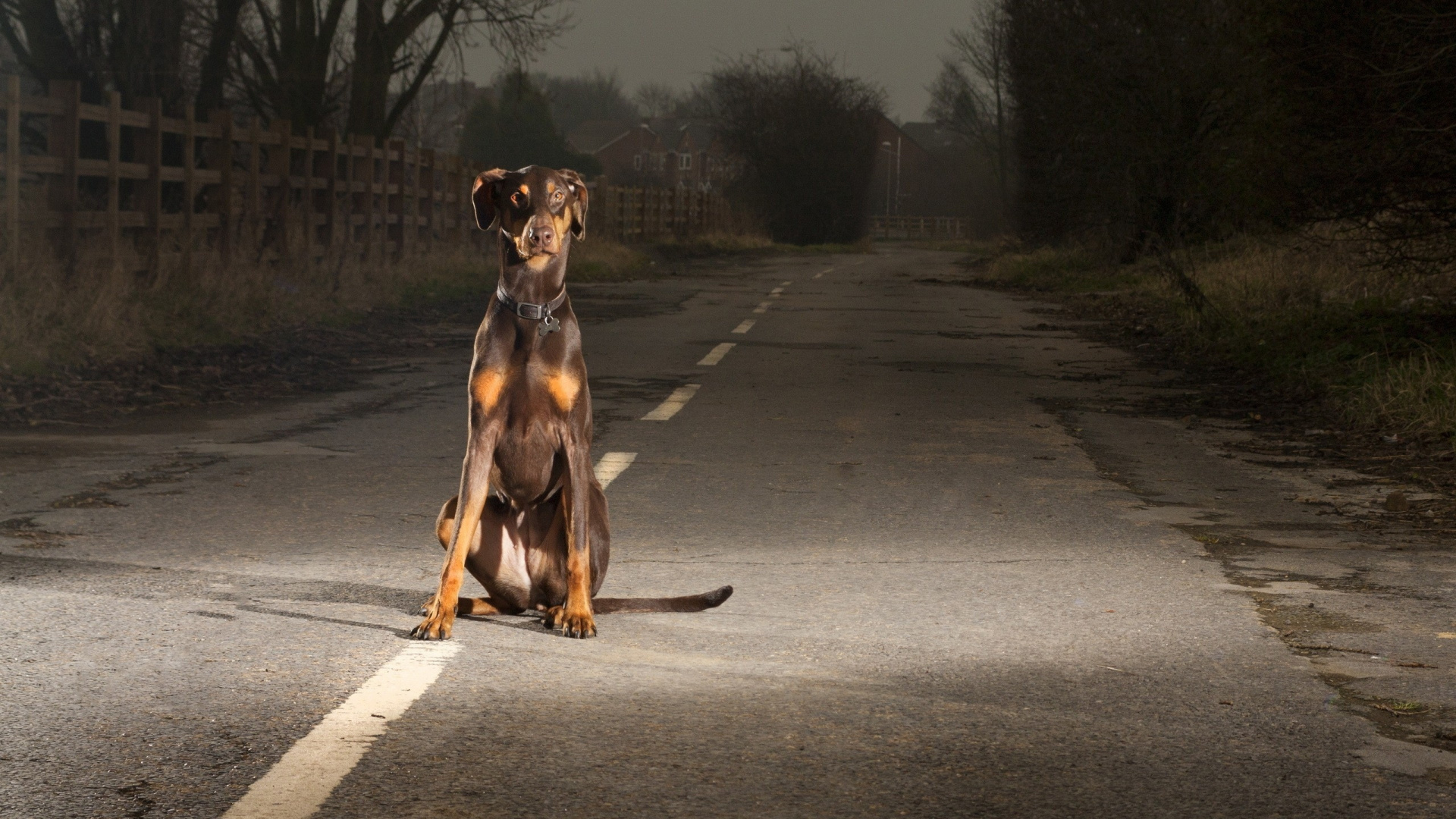 Black and Brown Short Coated Dog on Road During Daytime. Wallpaper in 1920x1080 Resolution