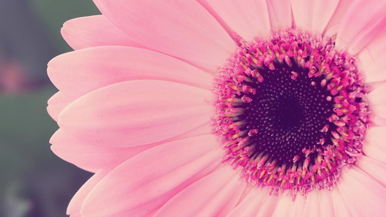 Flor Rosa, En, Macro, Tiro. Wallpaper in 1280x720 Resolution