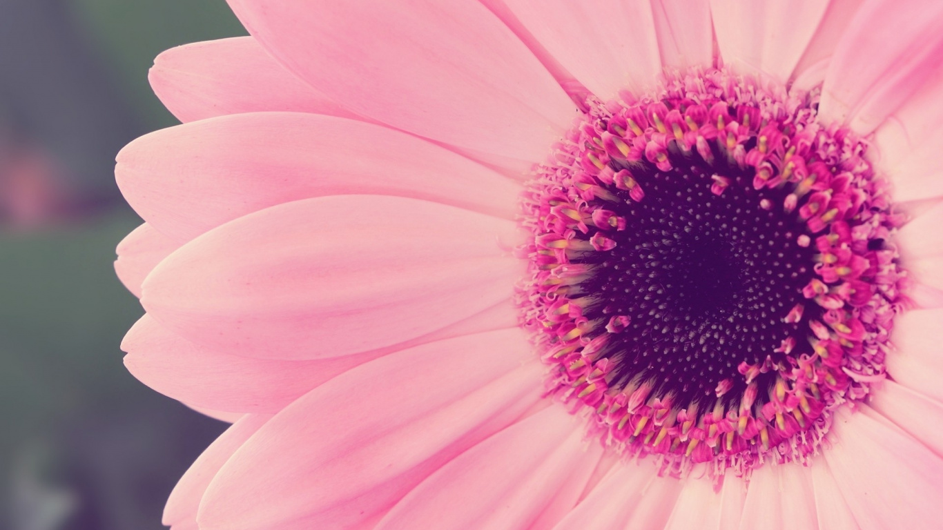 Fleur Rose en Macro Shot. Wallpaper in 1366x768 Resolution