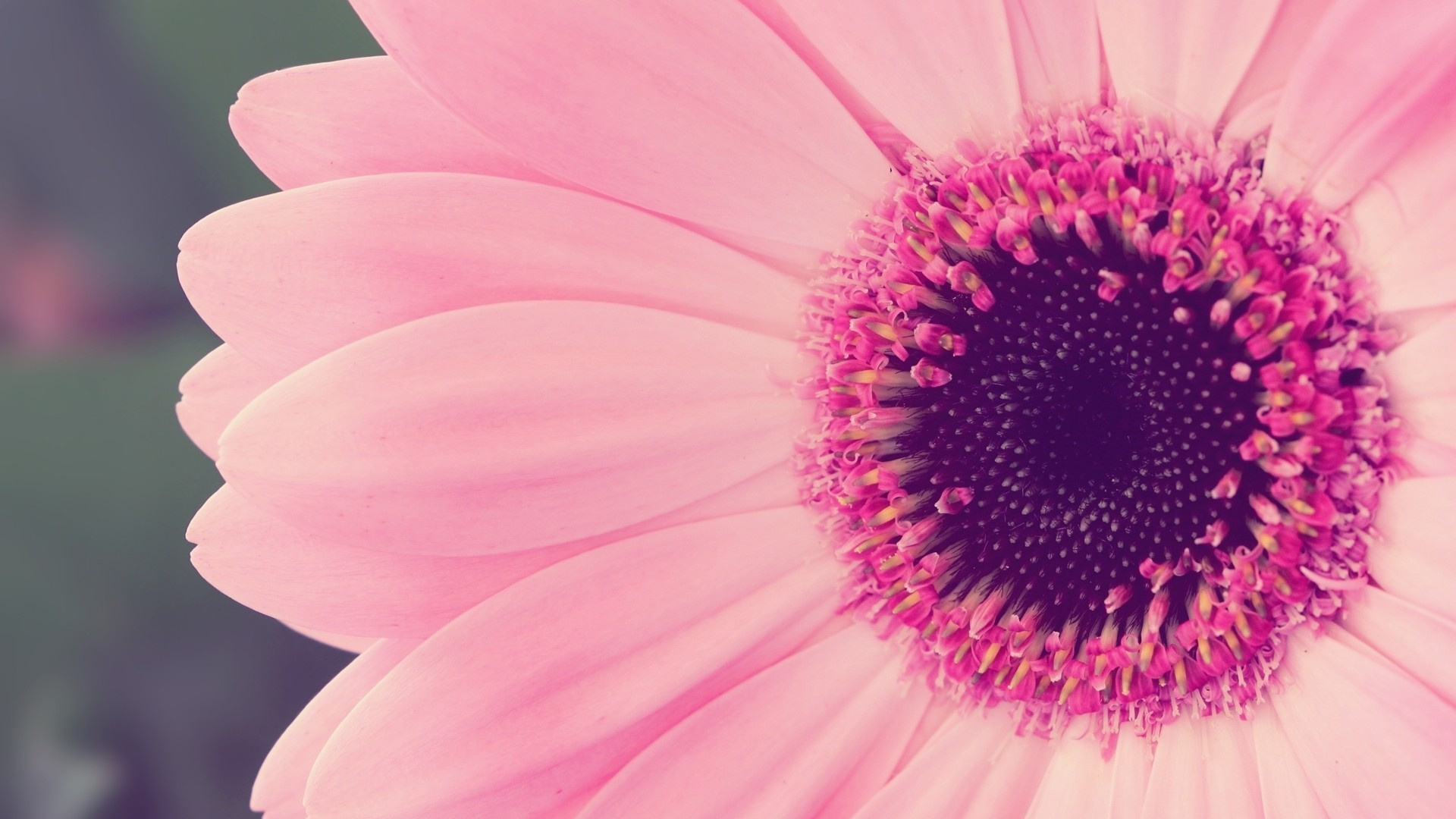 Fleur Rose en Macro Shot. Wallpaper in 1920x1080 Resolution