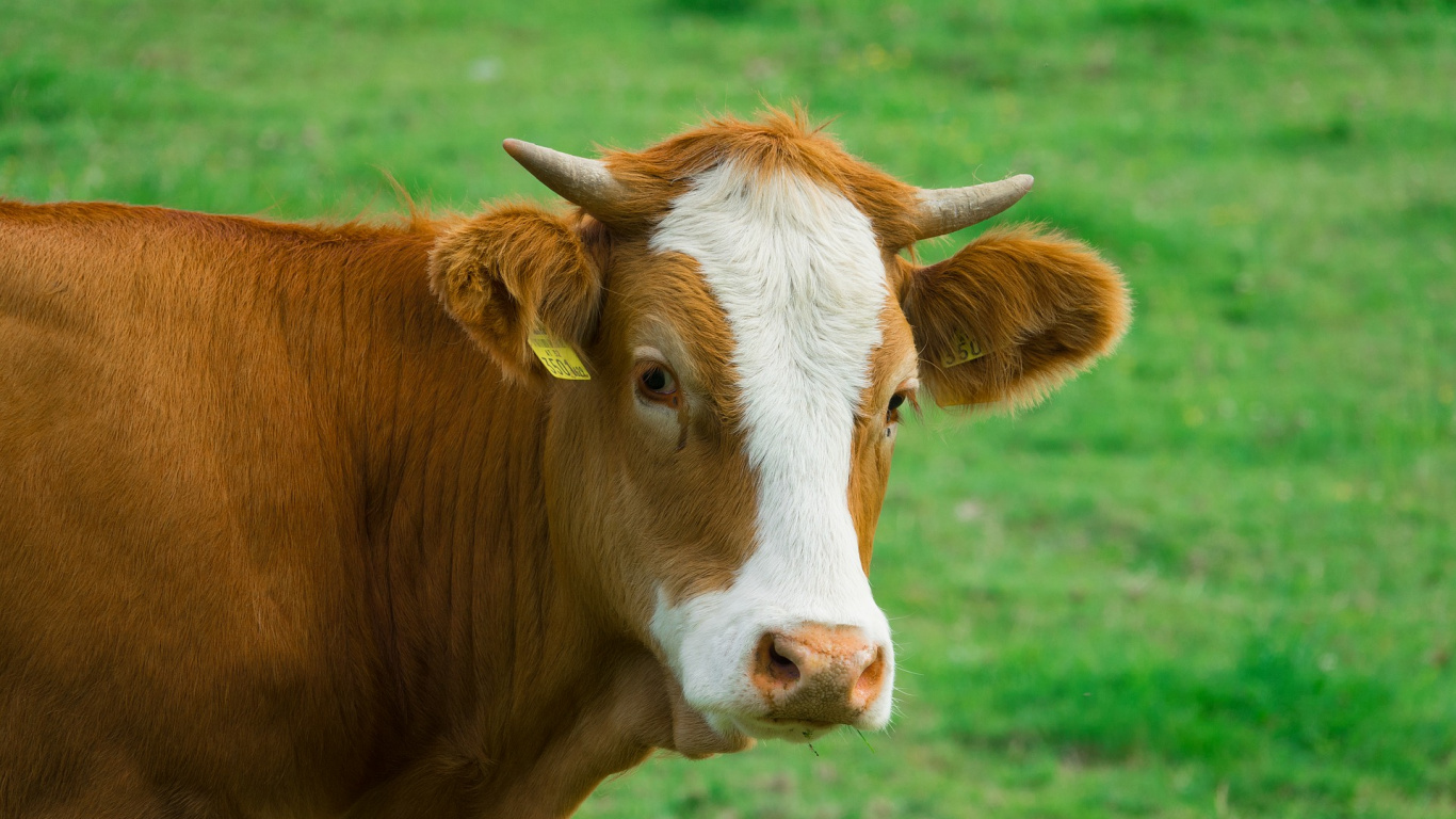 Brown and White Cow on Green Grass Field During Daytime. Wallpaper in 1366x768 Resolution
