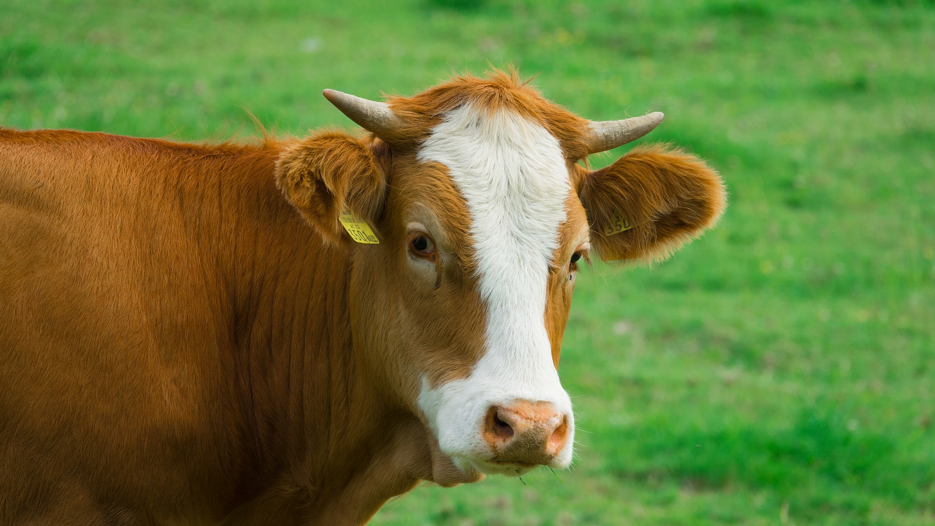 Brown and White Cow on Green Grass Field During Daytime. Wallpaper in 1920x1080 Resolution