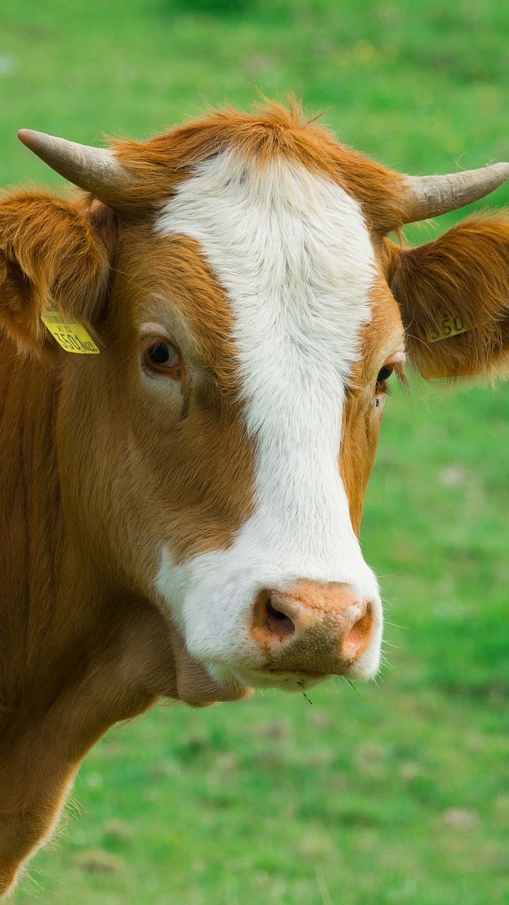 喇叭, 牲畜, 奶牛, 草, 小牛 壁纸 720x1280 允许