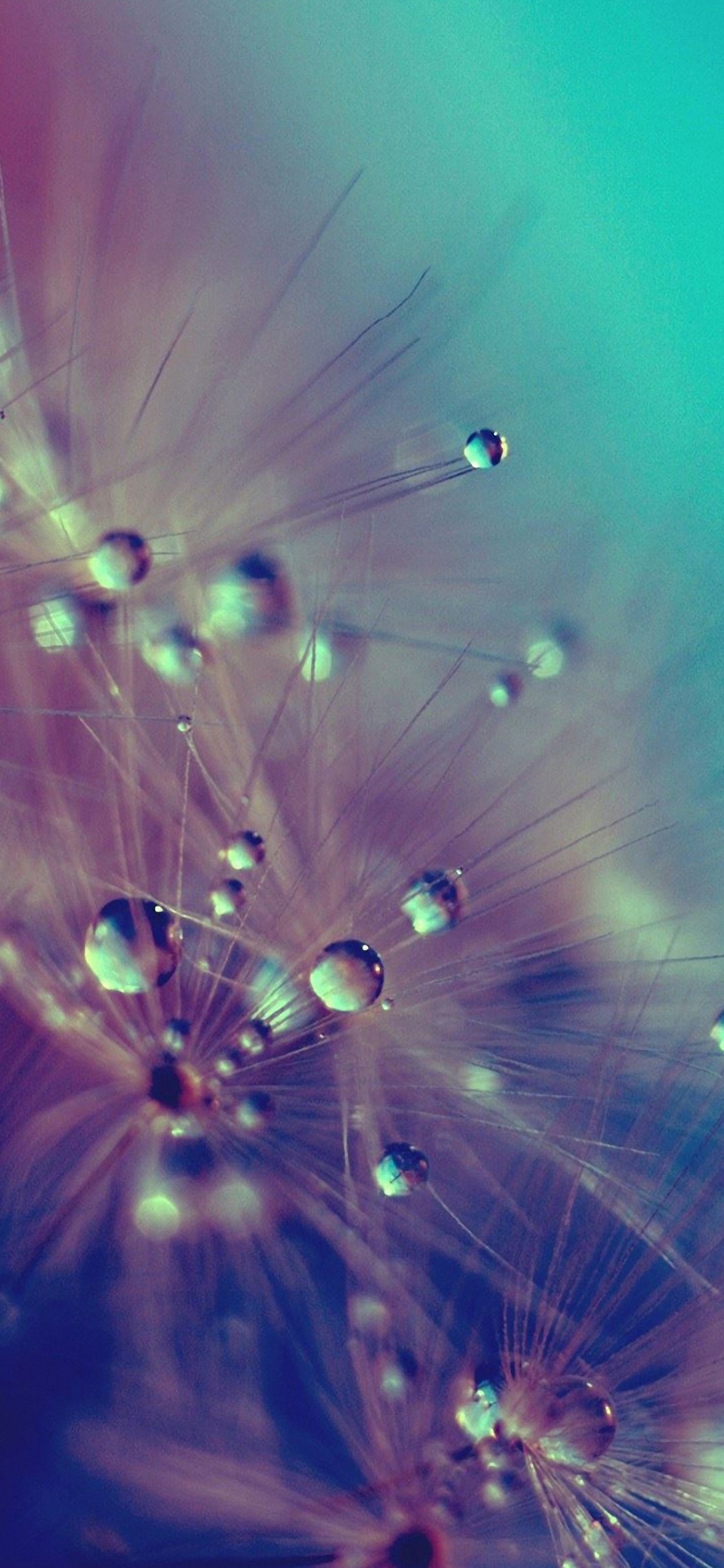 Wassertropfen Auf Grünpflanze. Wallpaper in 1125x2436 Resolution