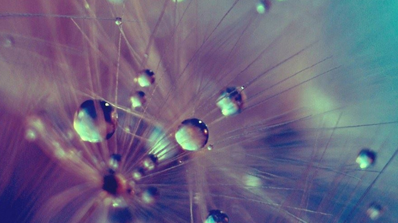 Wassertropfen Auf Grünpflanze. Wallpaper in 1366x768 Resolution