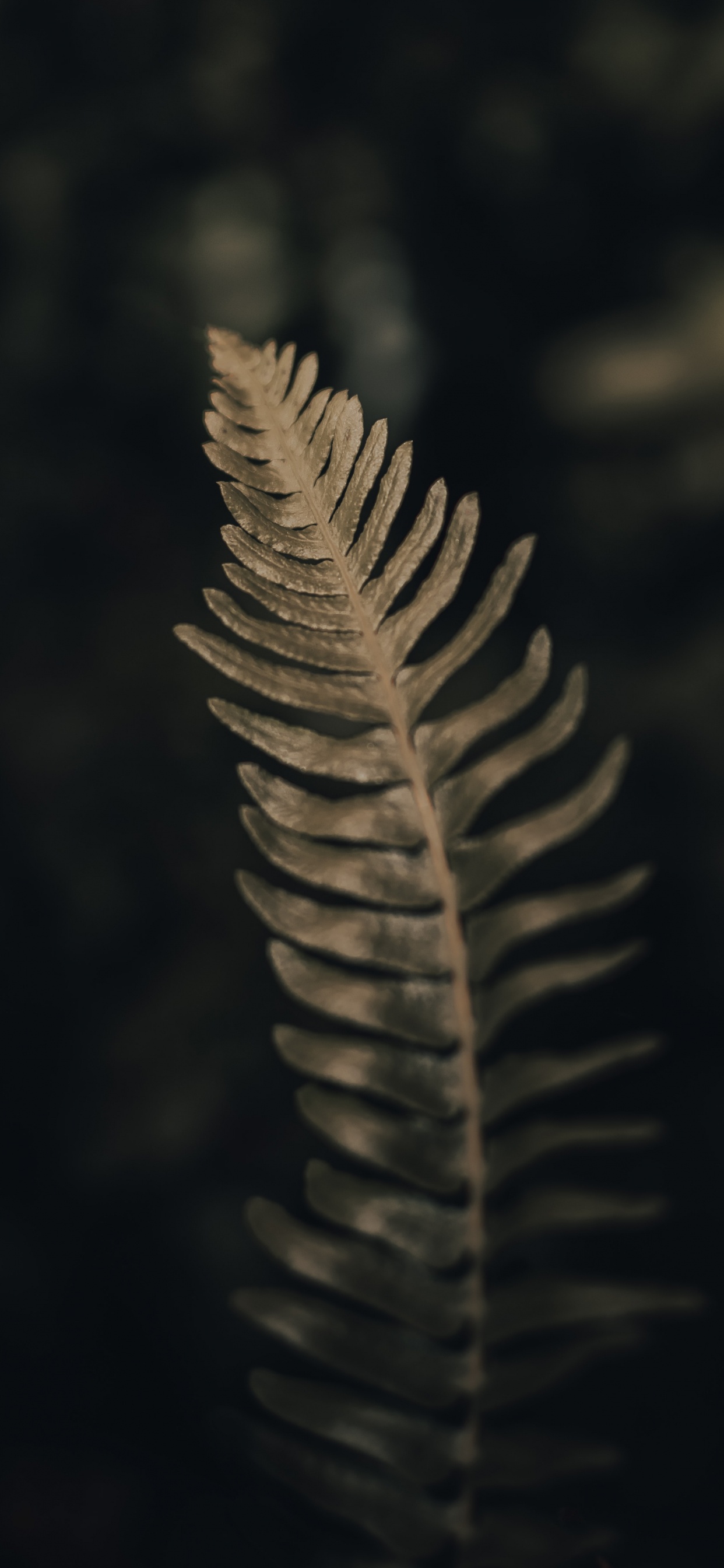 Close Up, Biologie, Wissenschaft, Naturmaterialien, Terrestrische Pflanzen. Wallpaper in 1242x2688 Resolution