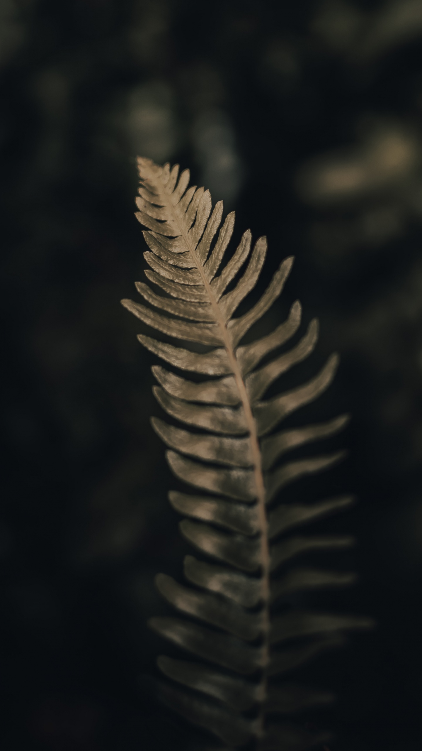 Close Up, Biology, Science, Natural Material, Terrestrial Plant. Wallpaper in 1440x2560 Resolution