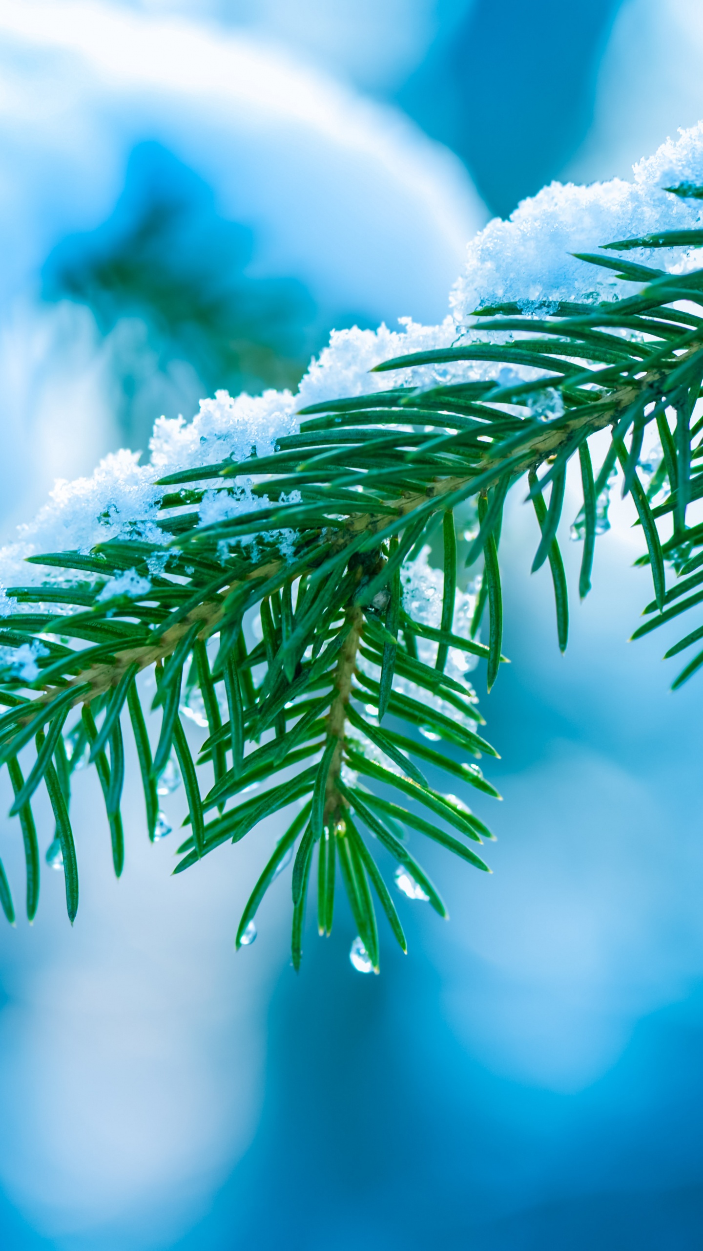 Feuille Verte en Photographie Rapprochée. Wallpaper in 1440x2560 Resolution