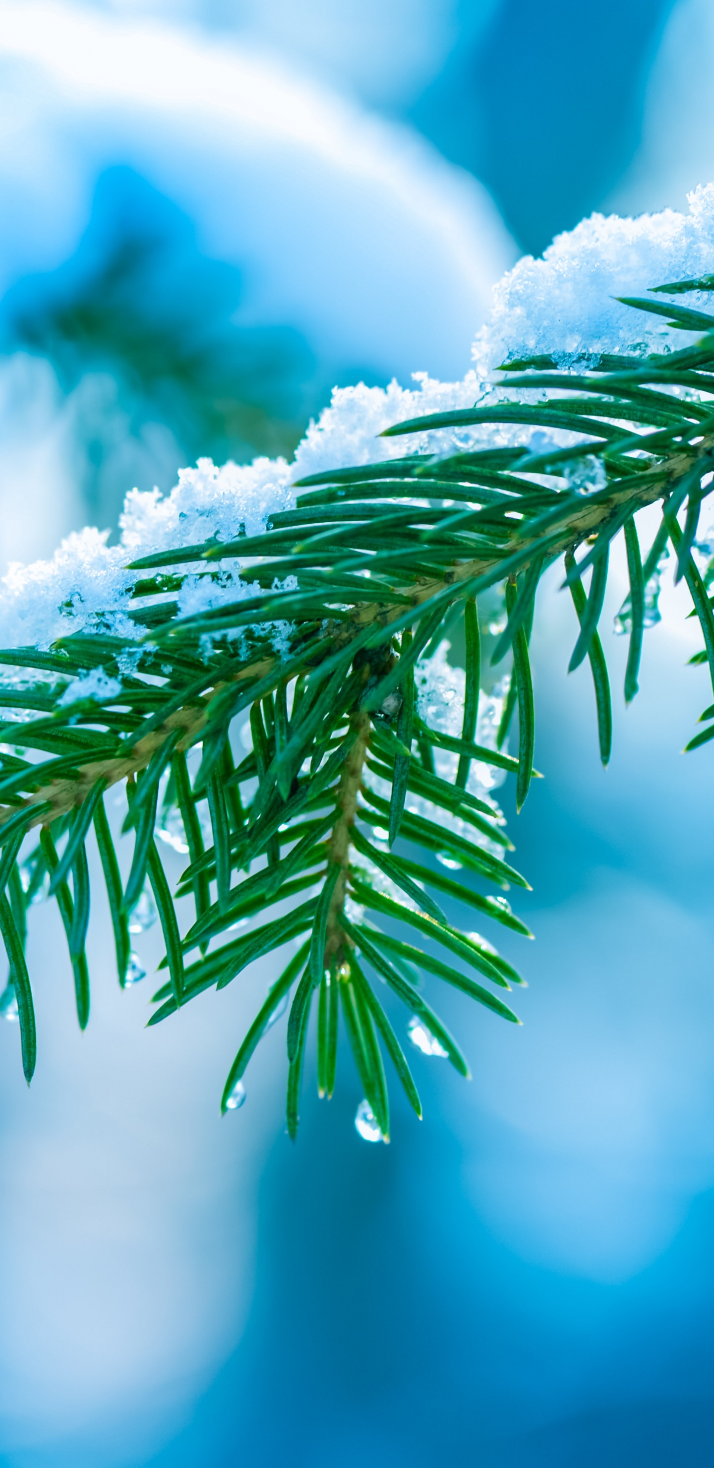 Feuille Verte en Photographie Rapprochée. Wallpaper in 1440x2960 Resolution