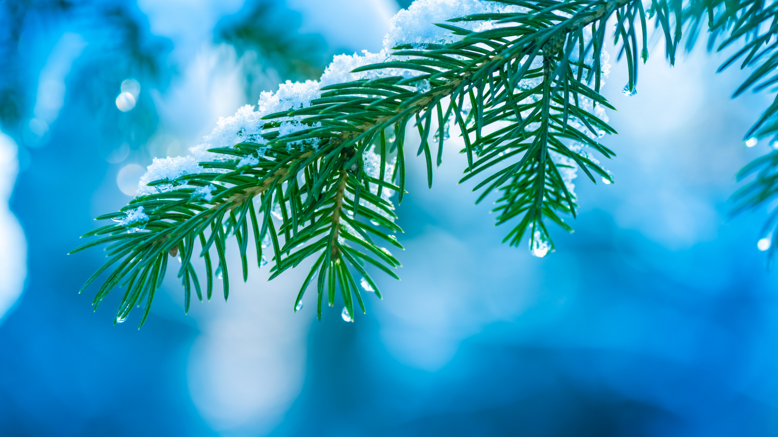 Feuille Verte en Photographie Rapprochée. Wallpaper in 2560x1440 Resolution