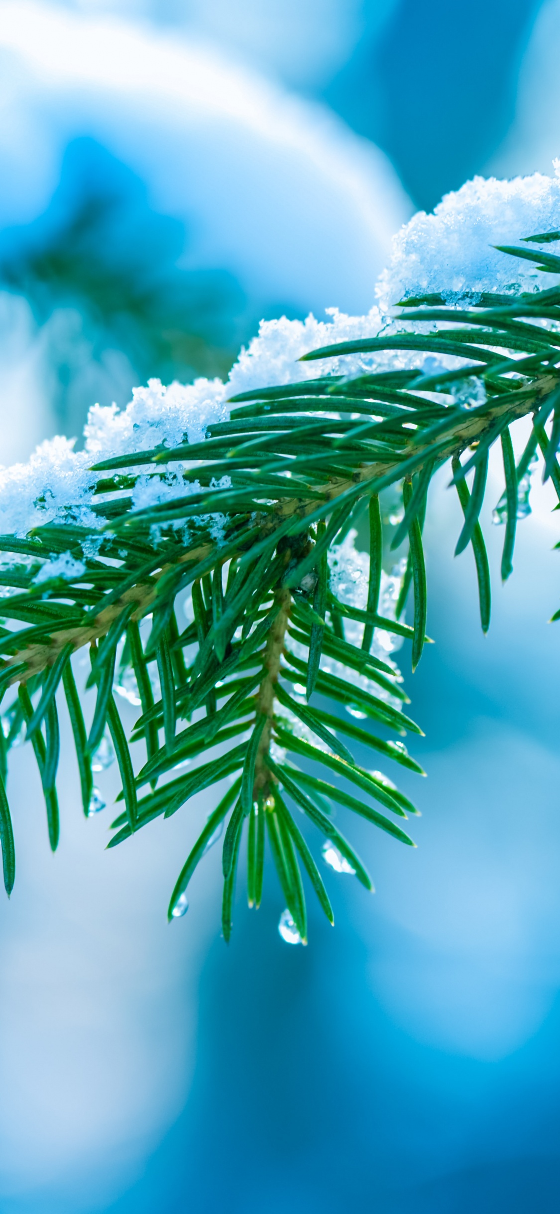 Green Leaf in Close up Photography. Wallpaper in 1125x2436 Resolution