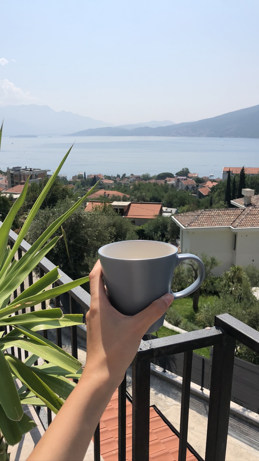 Urlaub, Palme, Pflanzen, Wissenschaft, Biologie. Wallpaper in 1080x1920 Resolution