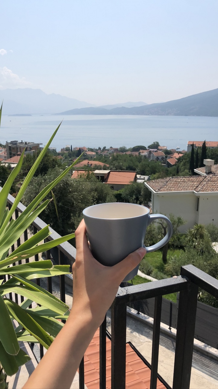 Urlaub, Palme, Pflanzen, Wissenschaft, Biologie. Wallpaper in 720x1280 Resolution