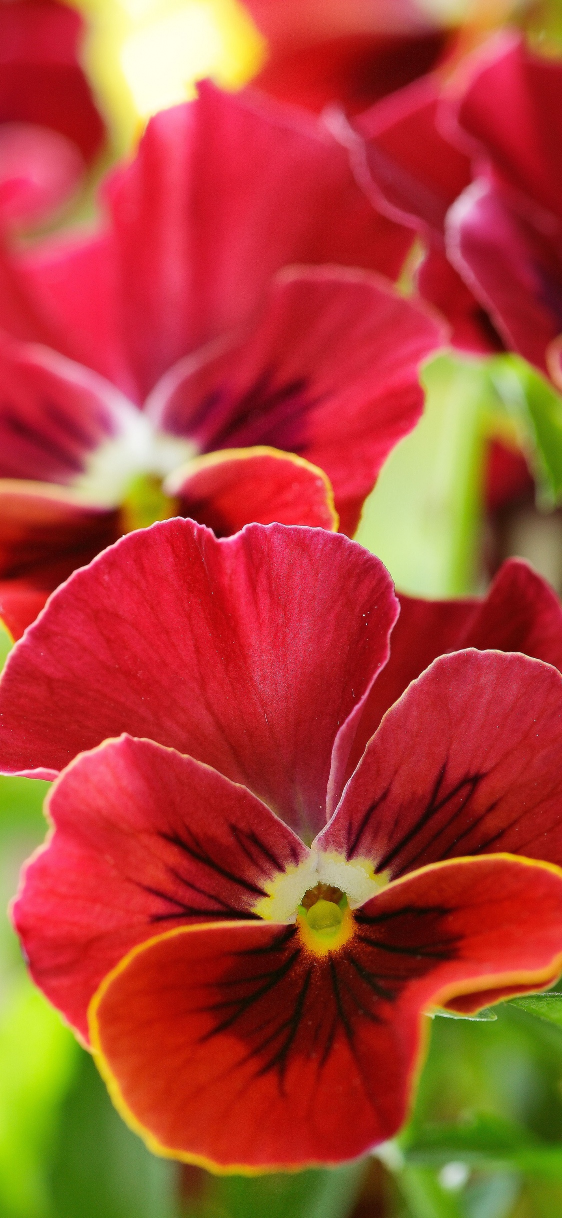 Red and Yellow Flower in Macro Shot. Wallpaper in 1125x2436 Resolution