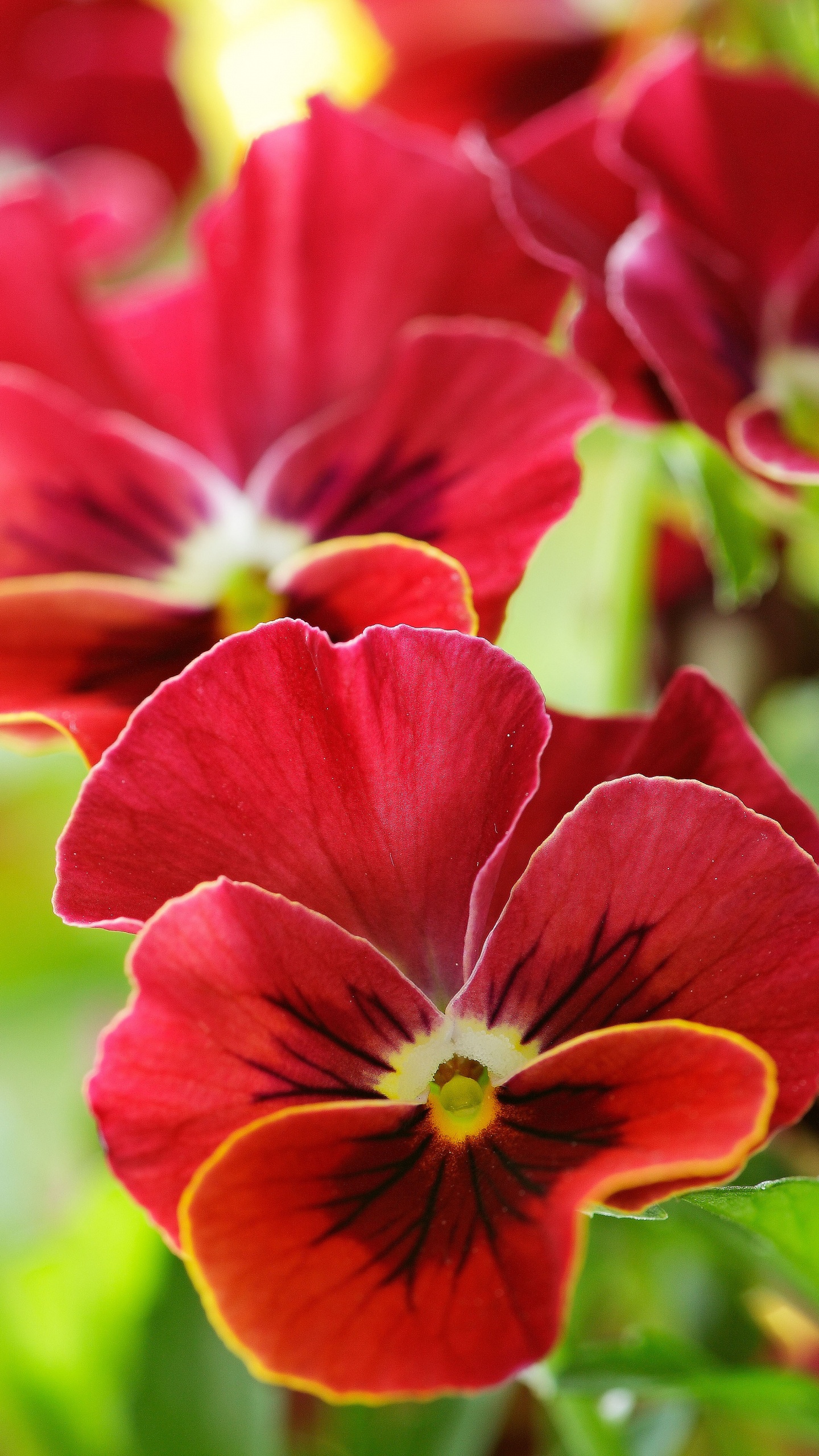 Red and Yellow Flower in Macro Shot. Wallpaper in 1440x2560 Resolution