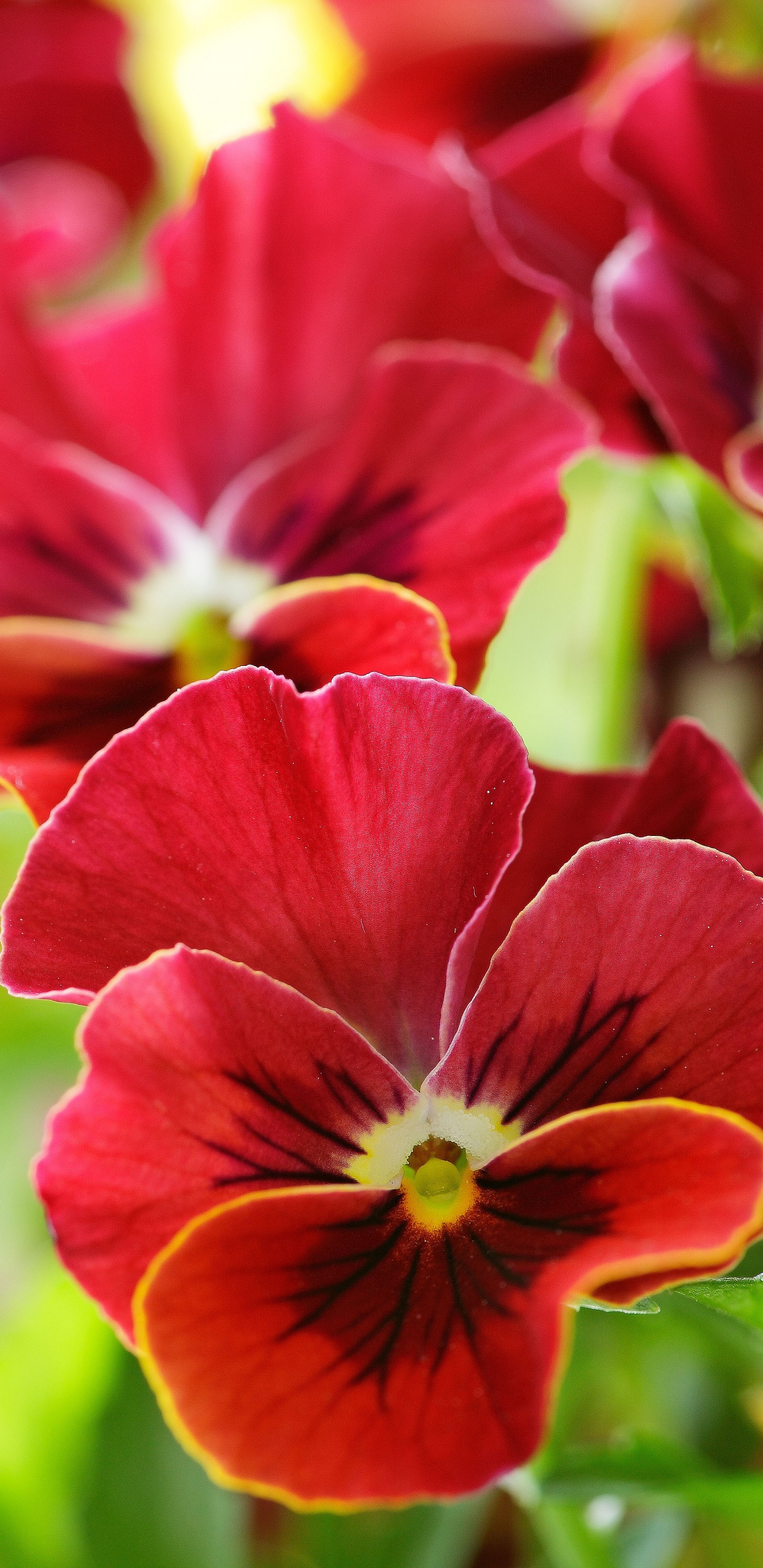 Rote Und Gelbe Blume in Makroaufnahme. Wallpaper in 1440x2960 Resolution