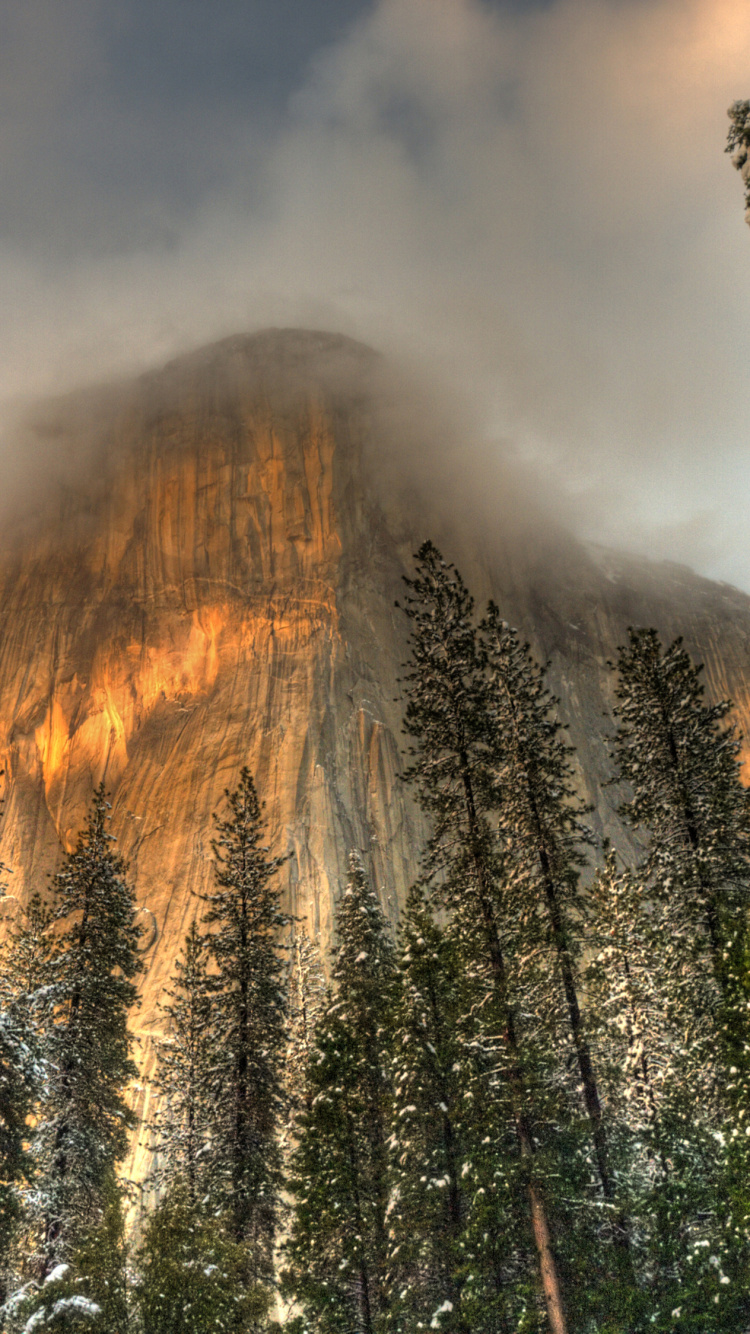 Green Pine Trees Near Brown Mountain Under Gray Sky. Wallpaper in 750x1334 Resolution