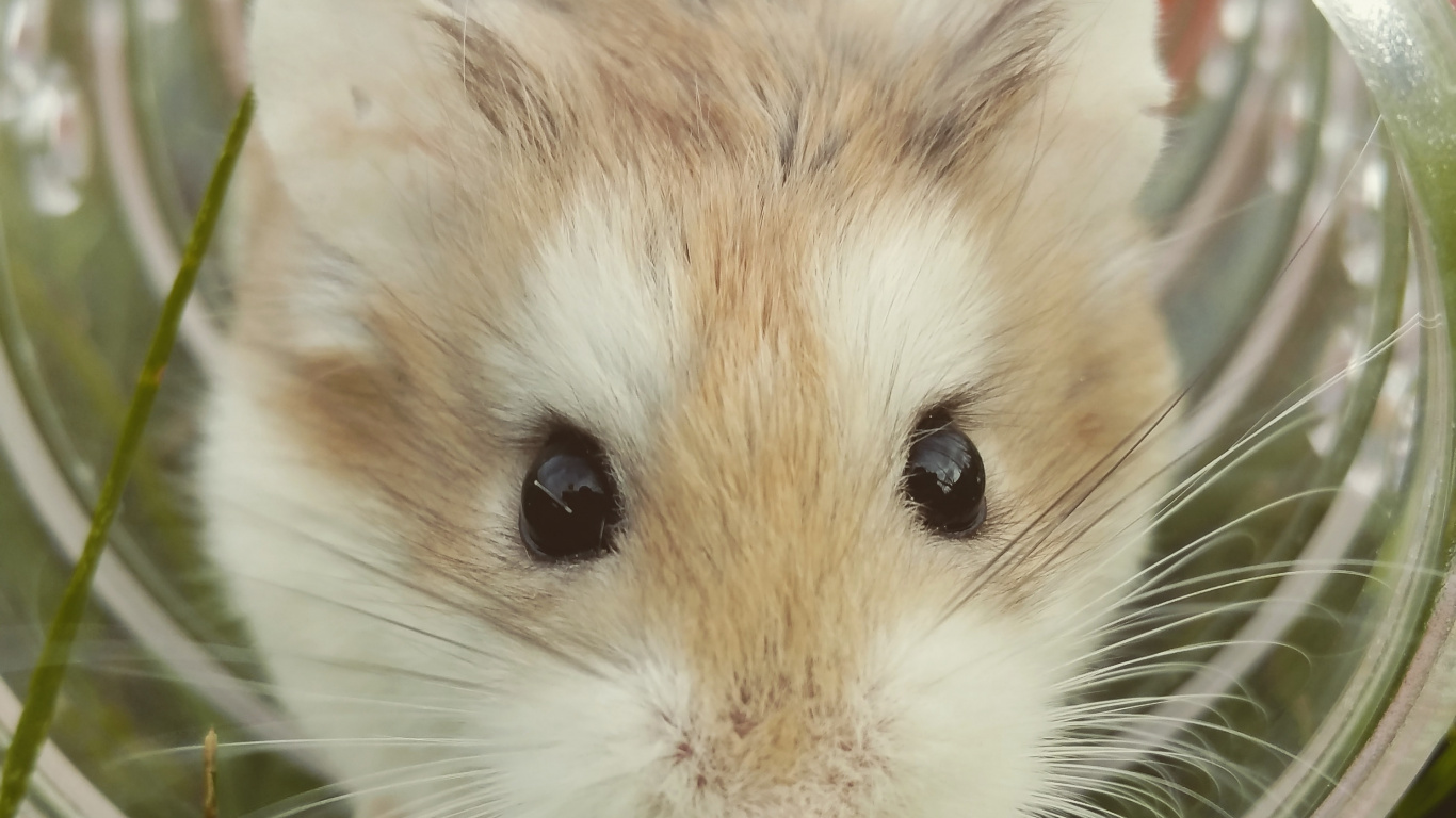 Brown and White Hamster in Clear Glass Bowl. Wallpaper in 1366x768 Resolution