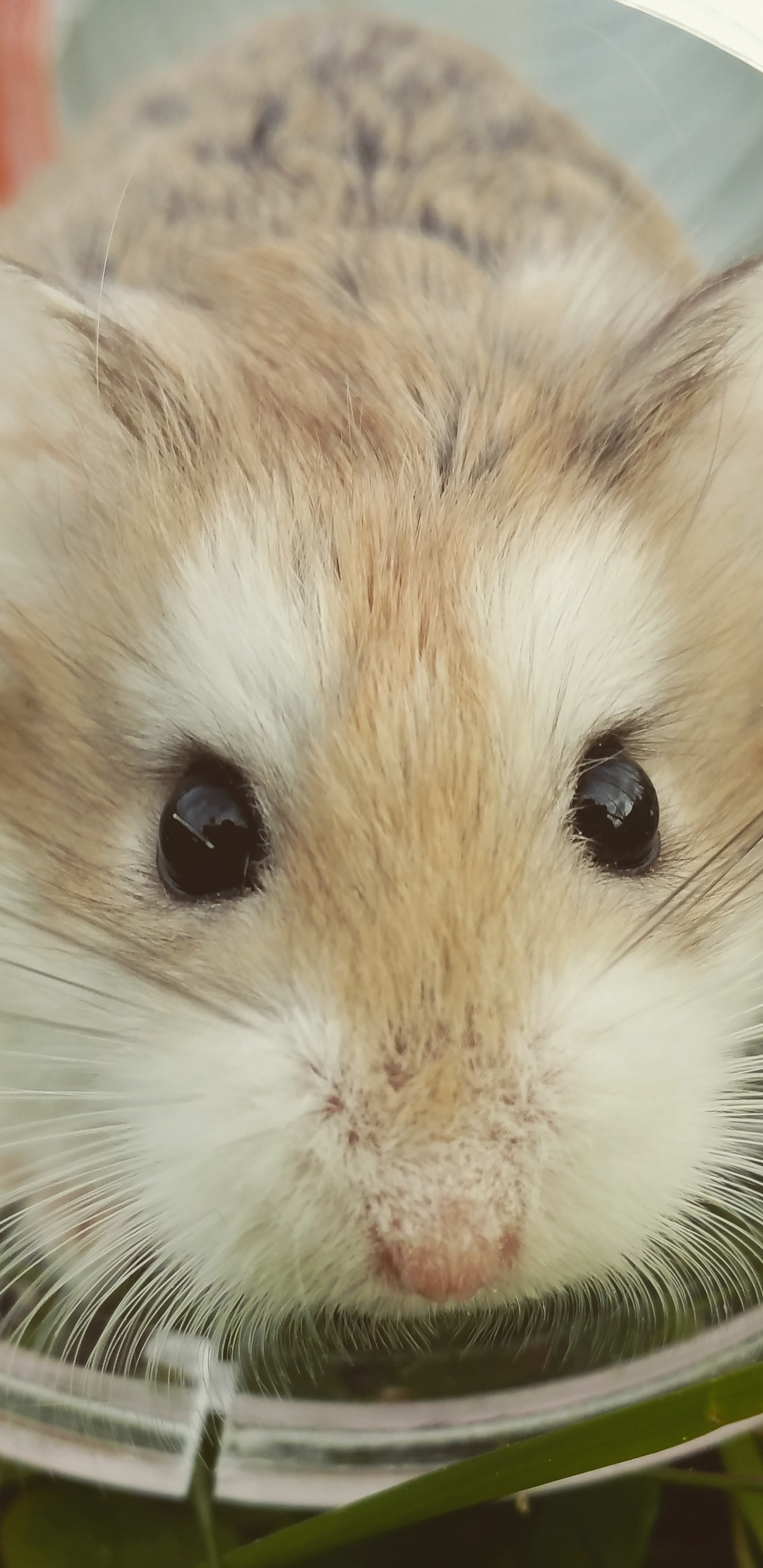 Brown and White Hamster in Clear Glass Bowl. Wallpaper in 1440x2960 Resolution
