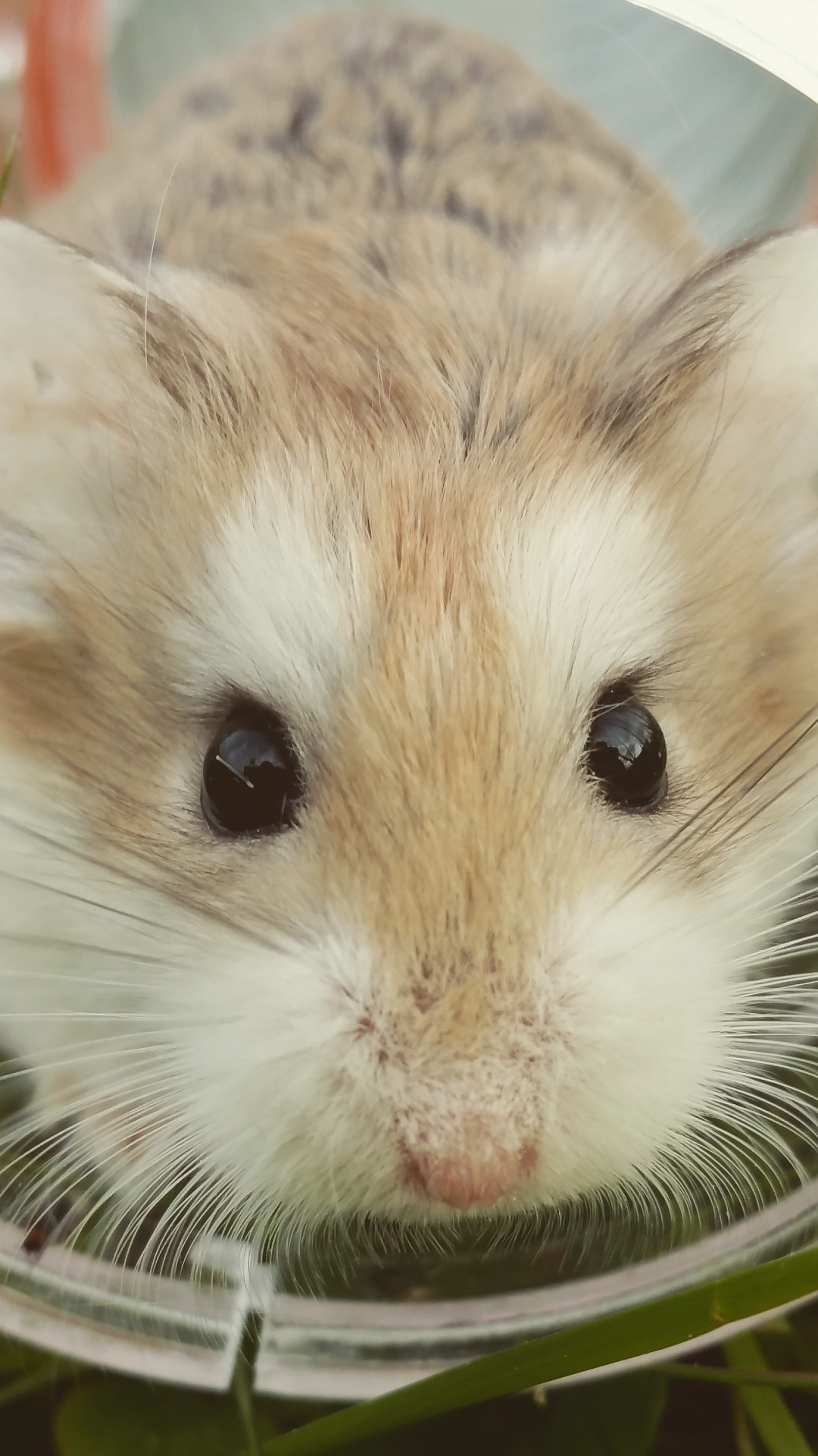 Hamster Brun et Blanc Dans un Bol en Verre Transparent. Wallpaper in 1080x1920 Resolution