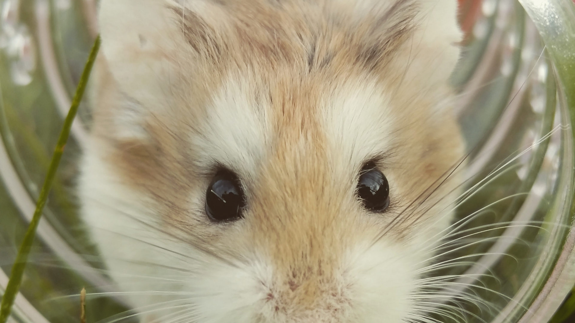 Hamster Brun et Blanc Dans un Bol en Verre Transparent. Wallpaper in 1920x1080 Resolution
