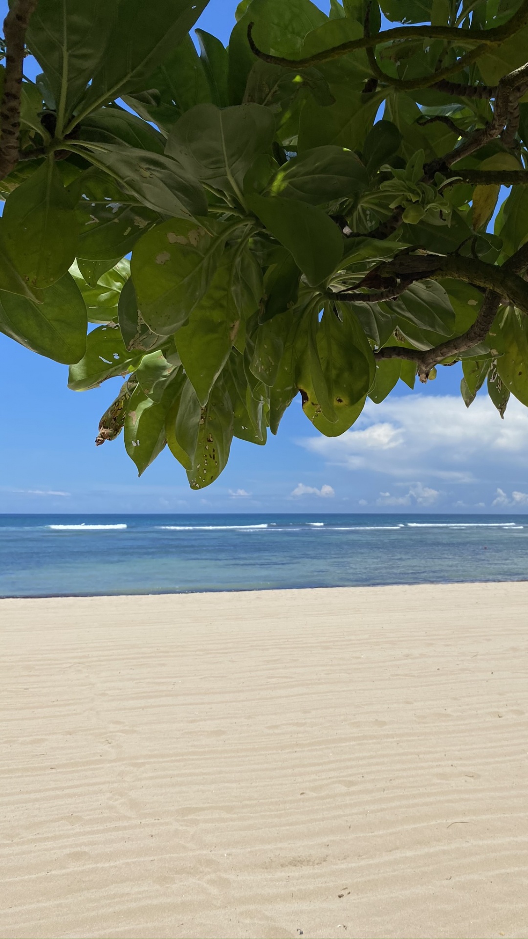 Eau, Biologie, Sciences, Plante, Corps de L'eau. Wallpaper in 1080x1920 Resolution